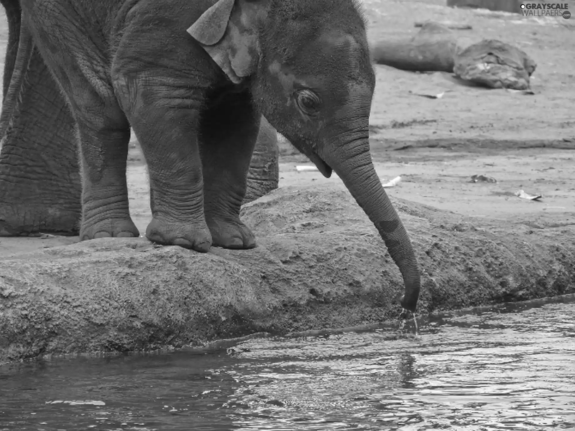water, Elephant, trumpet