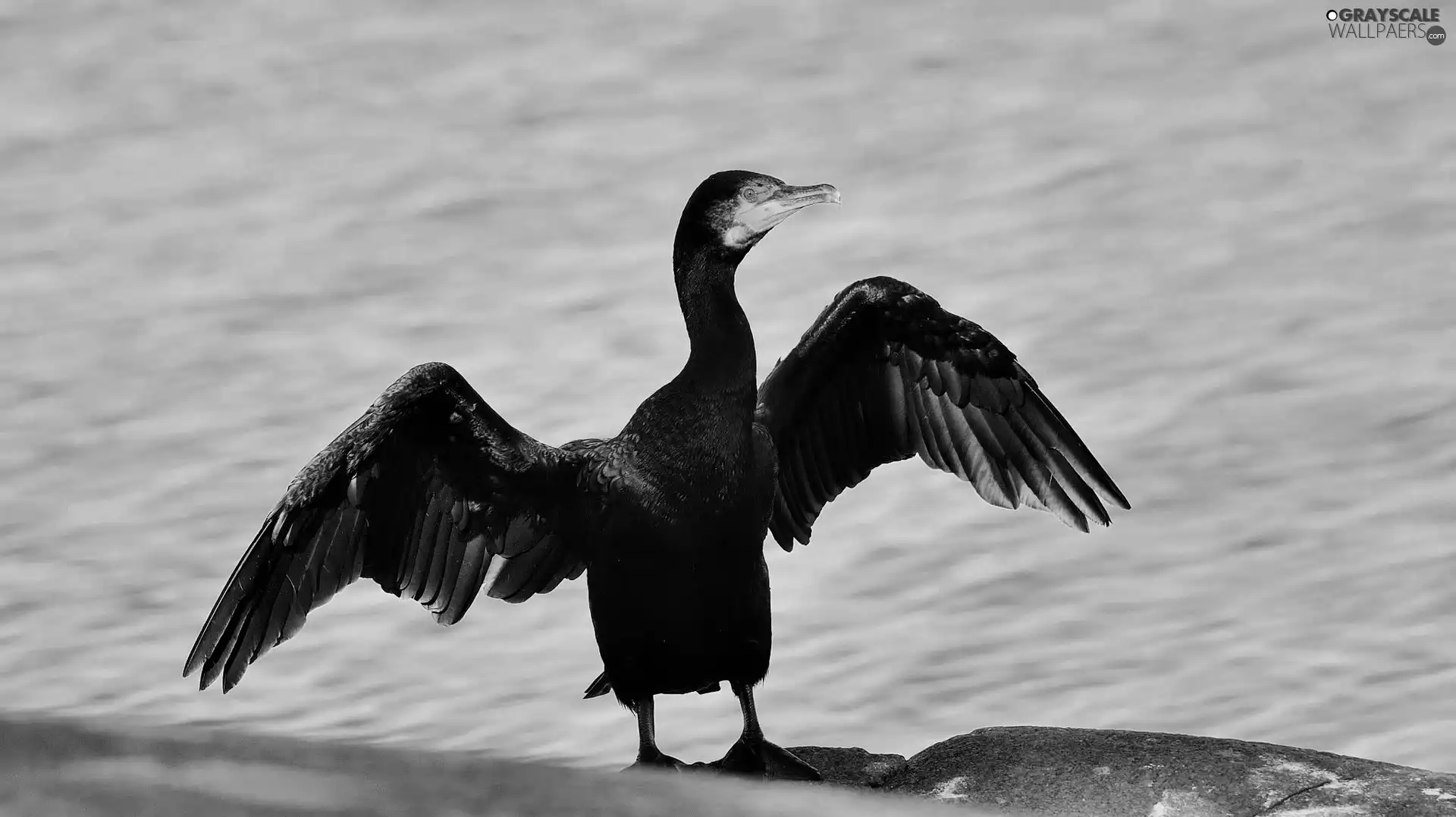 water, cormorant, wings