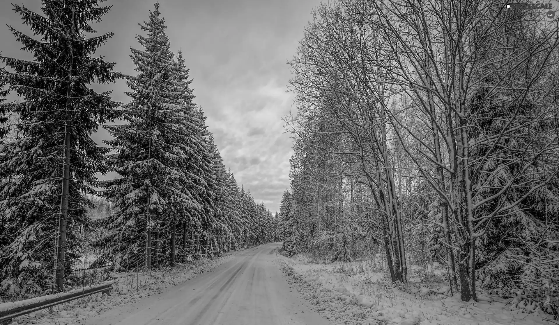 Way, winter, forest