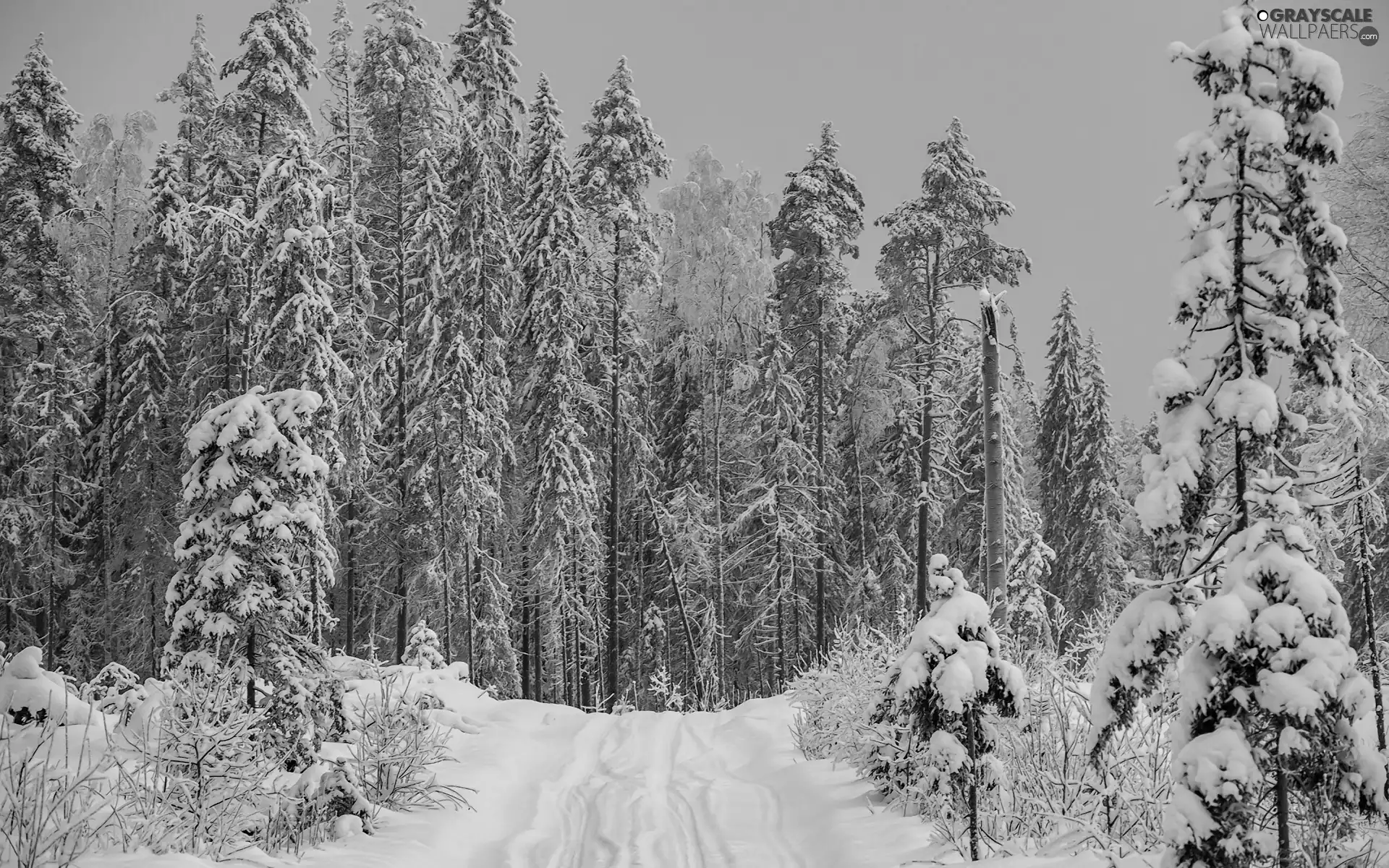 trees, winter, forest, Way, viewes, high