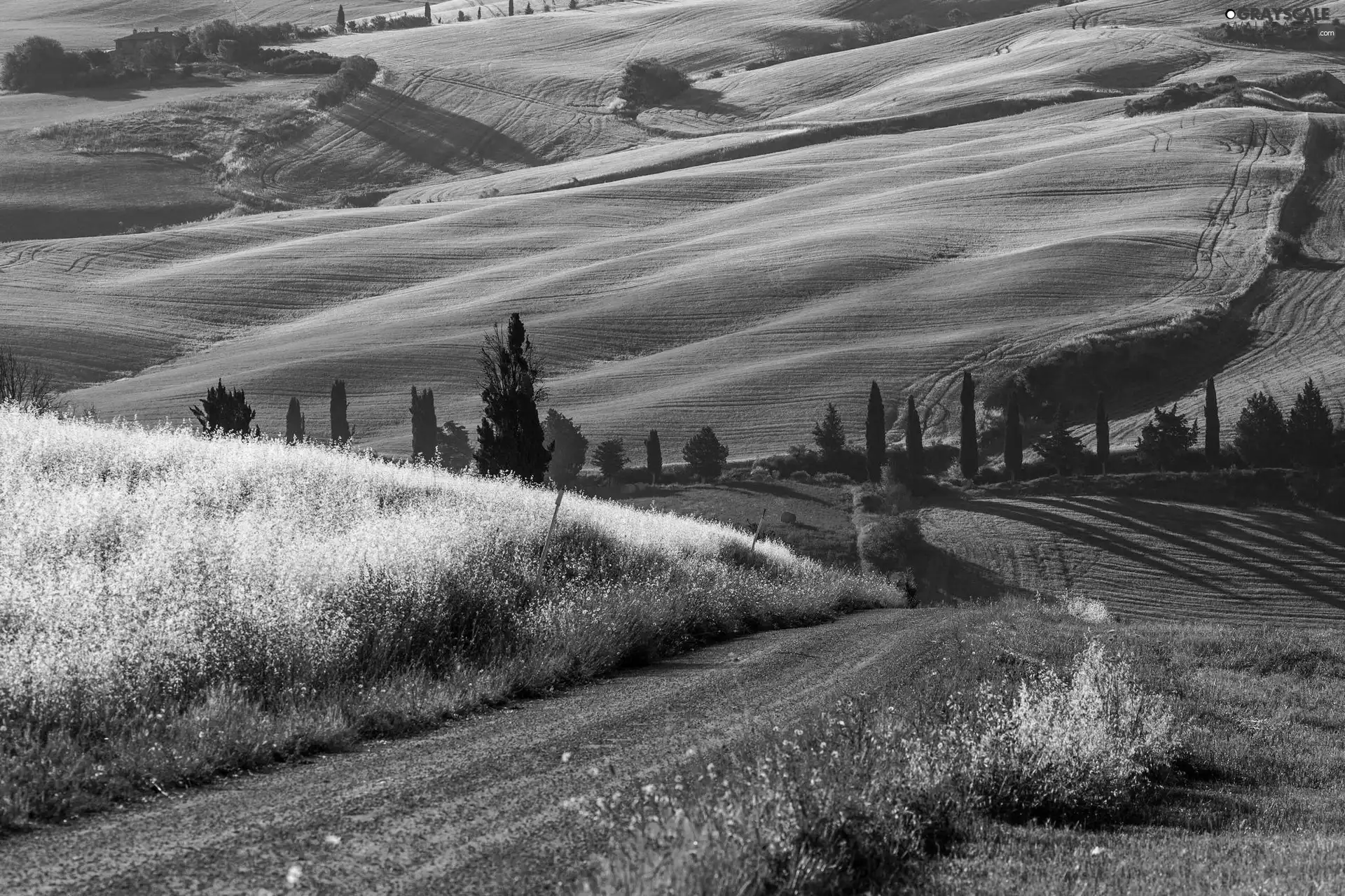 Italy, field, Way, Tuscany
