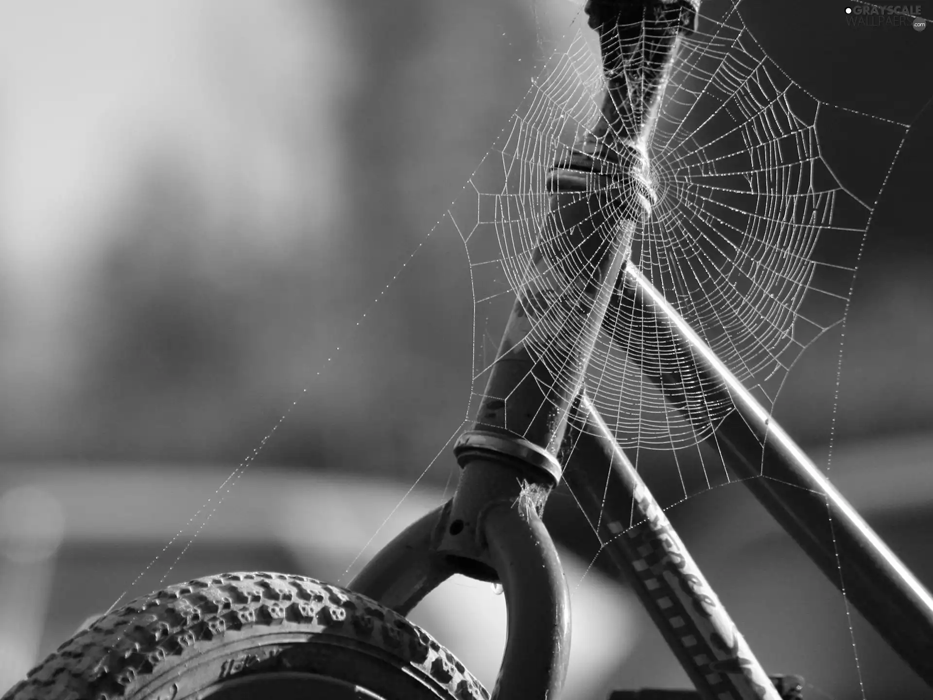 Bike, Web
