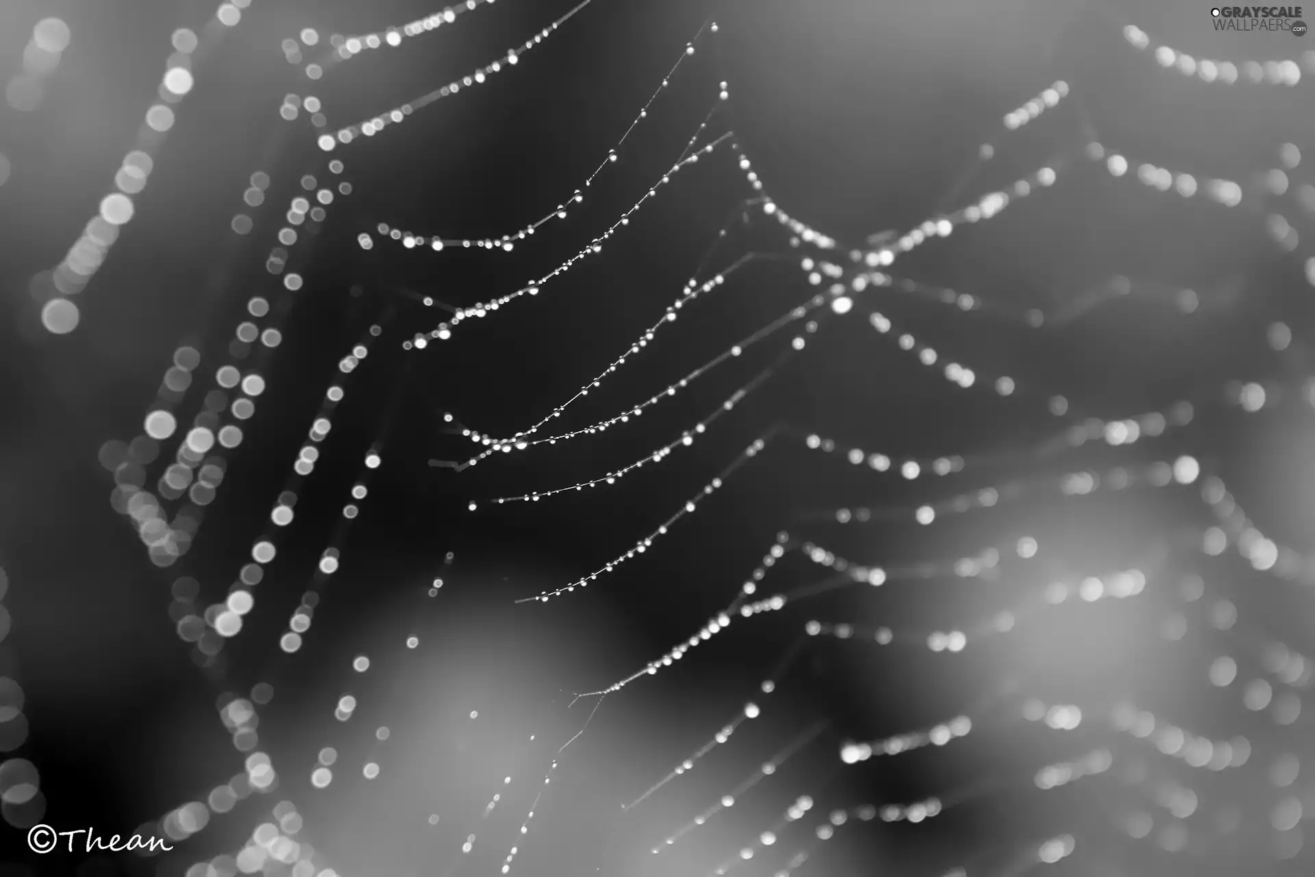 droplets, Web