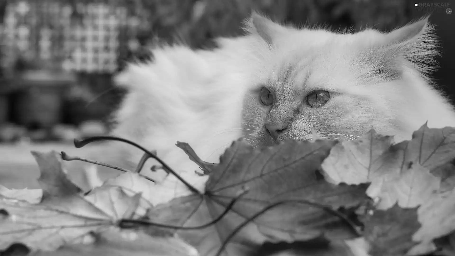 Leaf, white and red, cat