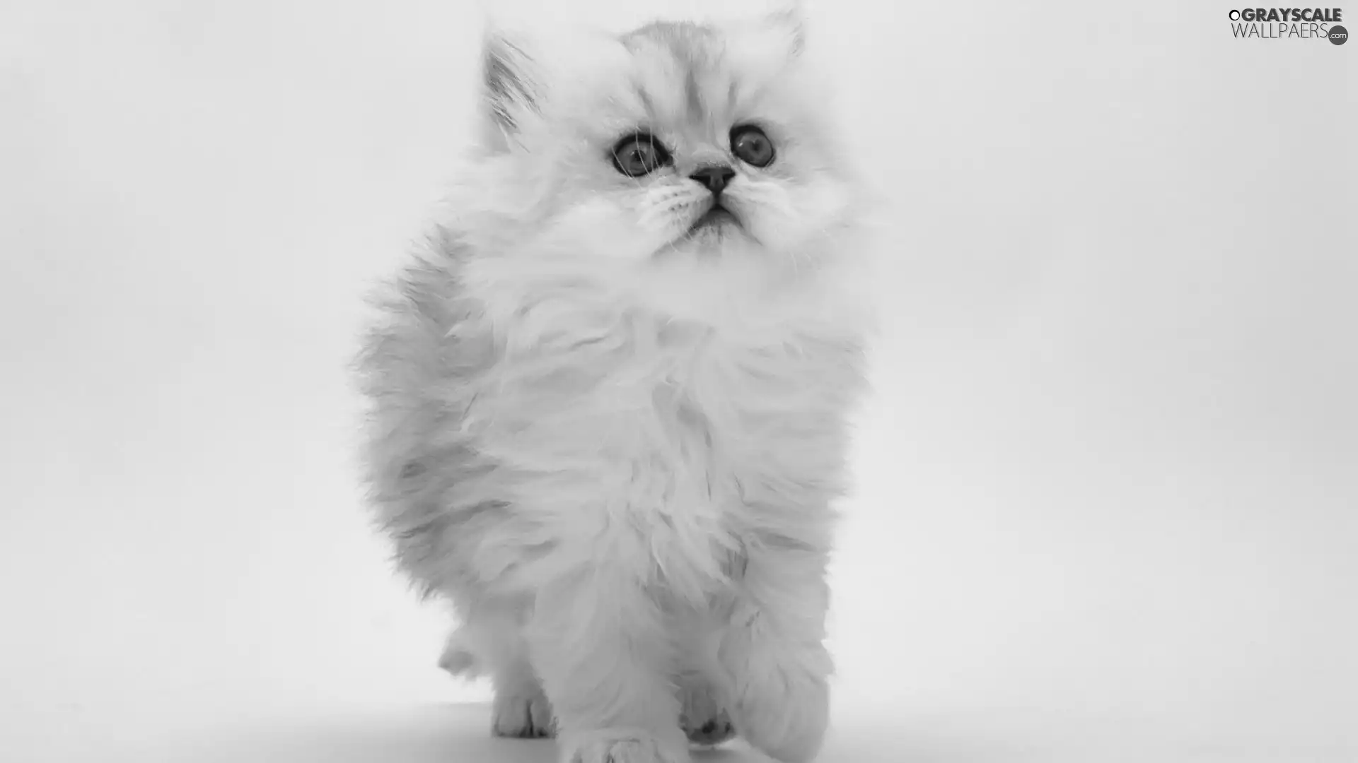 Persian Cat, fluffy, White