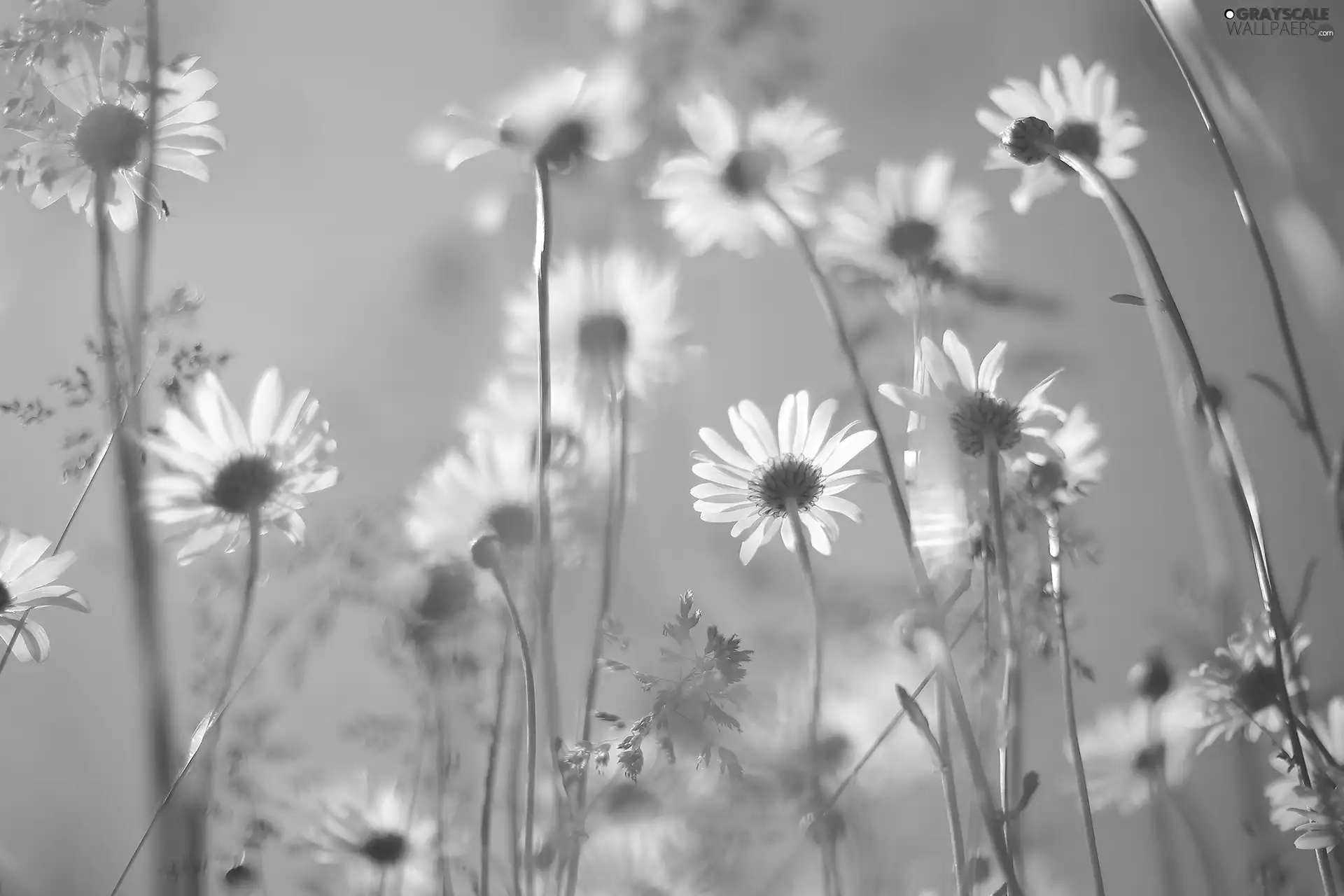 daisy, Flowers, Sky, White