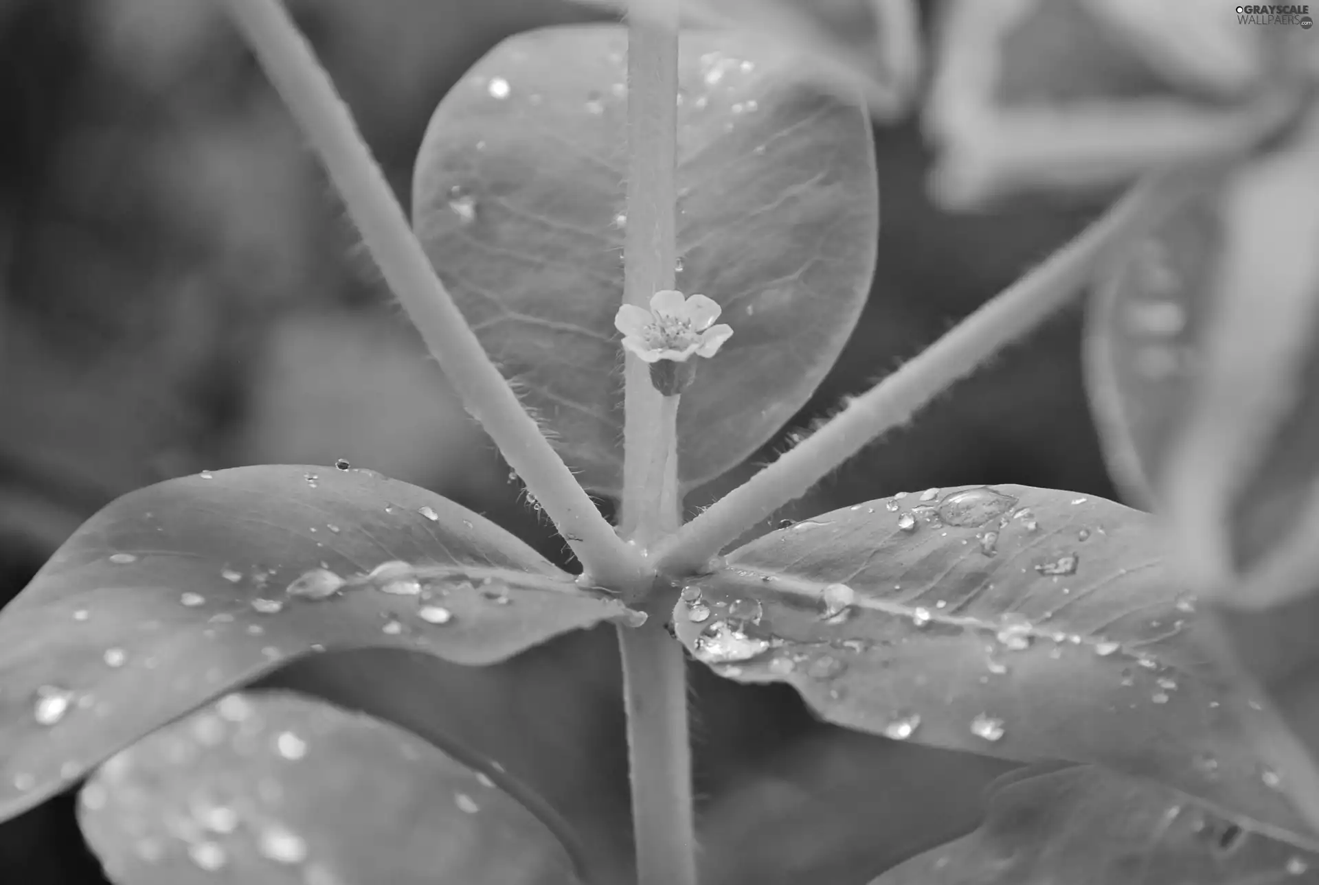 drops, Leaf, White, Flower, rain, stalk