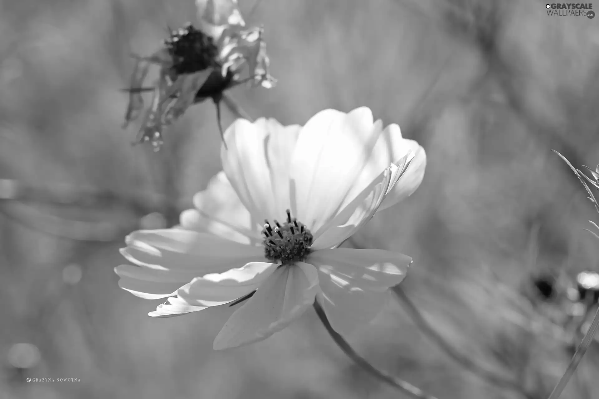 Colourfull Flowers, Cosmos, White