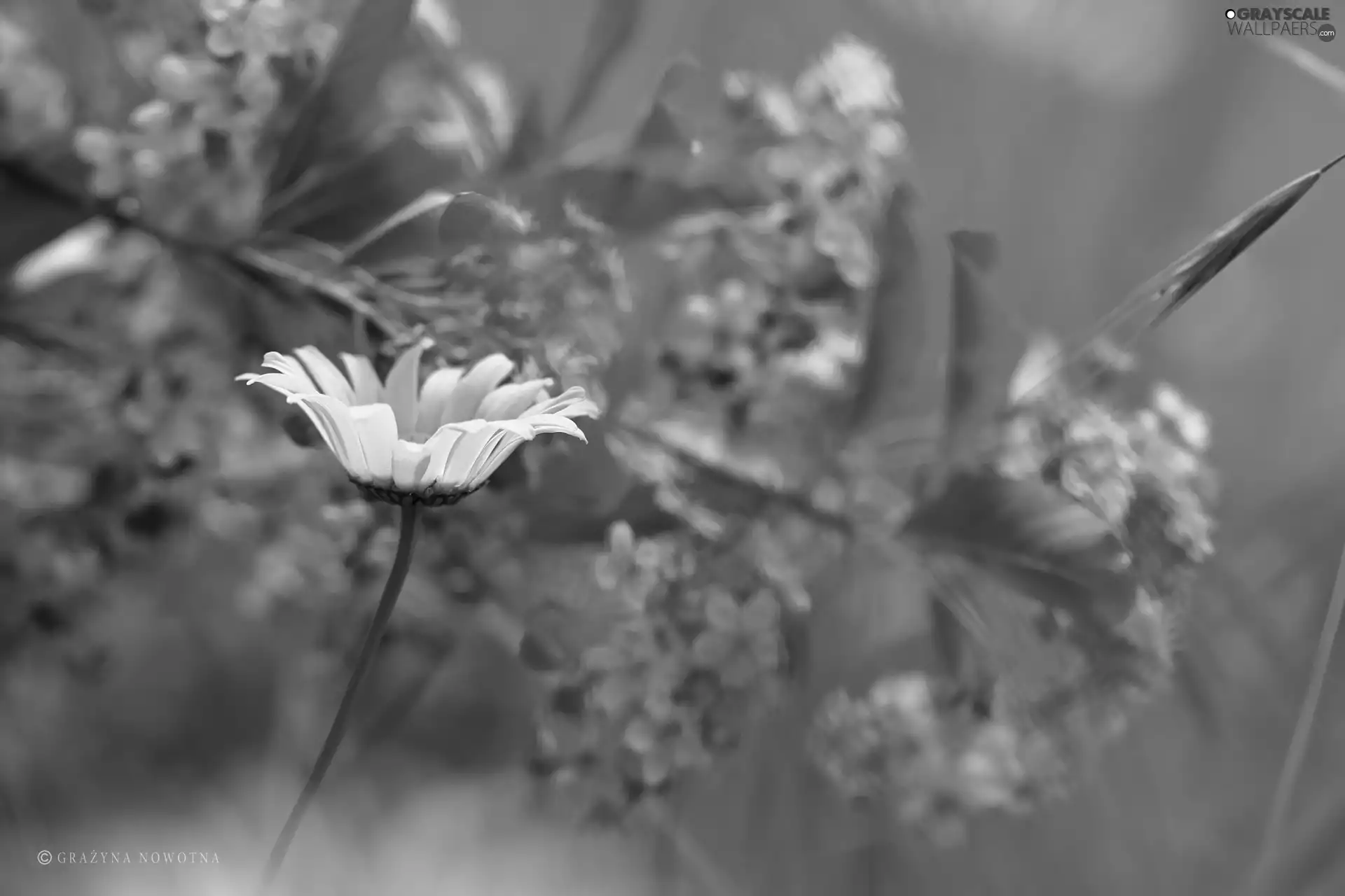 Colourfull Flowers, Daisy, White