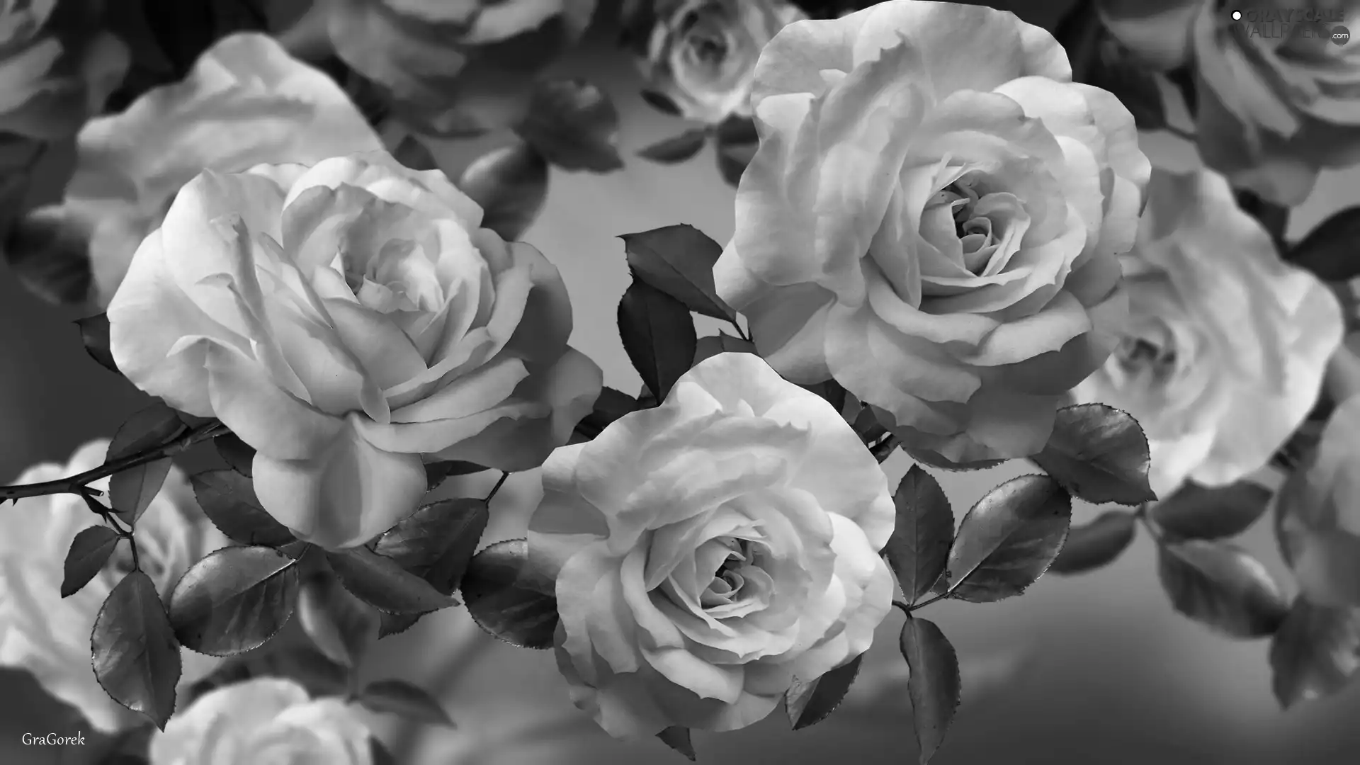 Flowers, roses, graphics, White