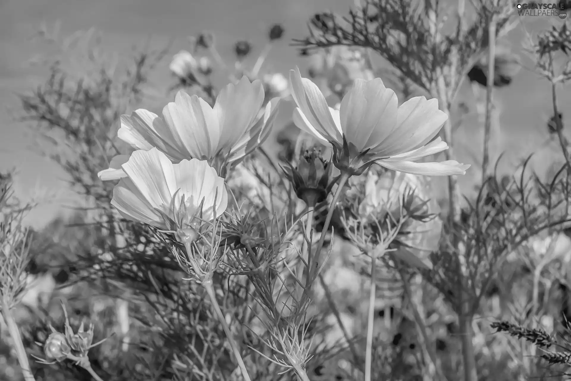 Flowers, Cosmos, Meadow, White