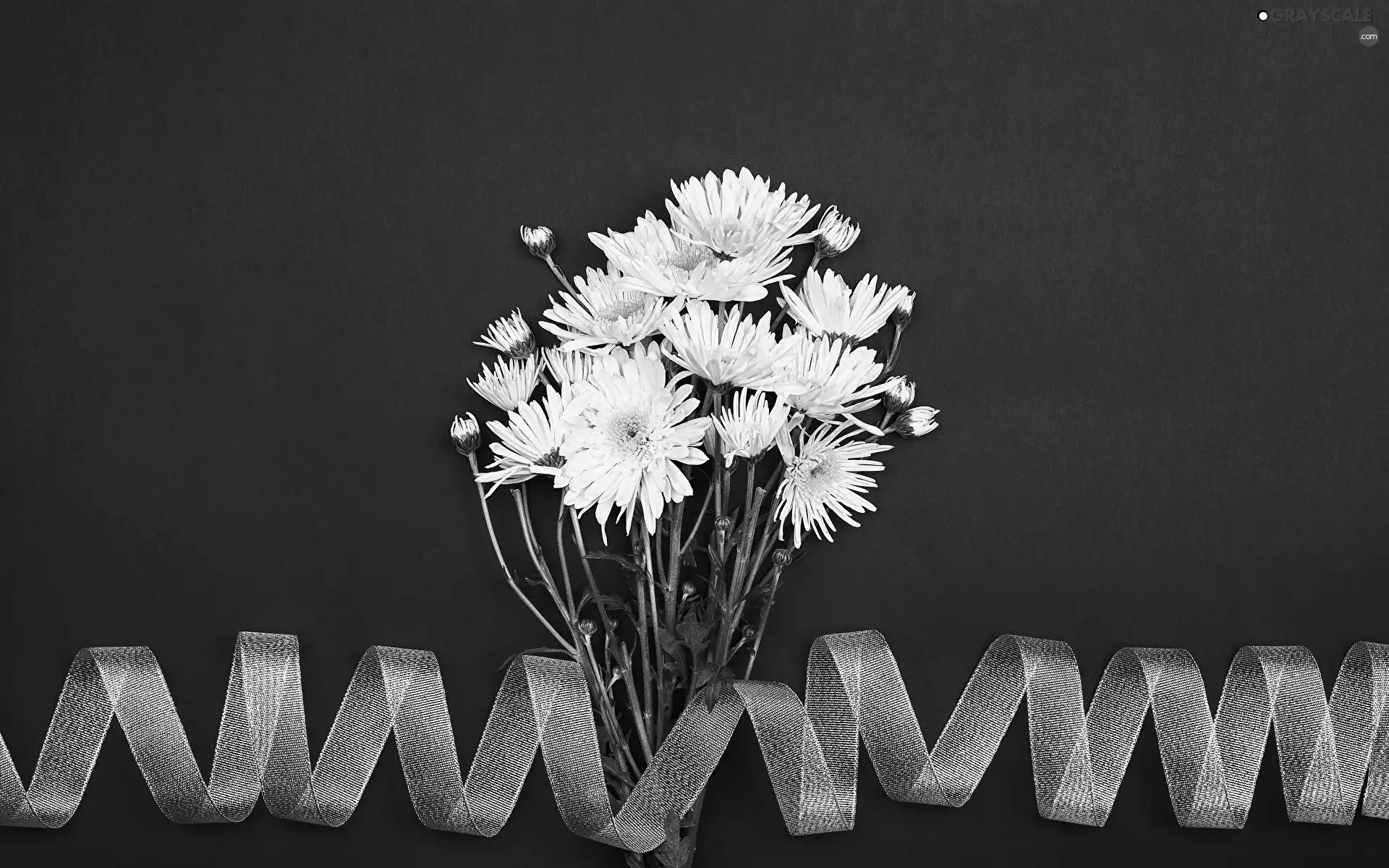 Flowers, Chrysanthemums, ribbon, White
