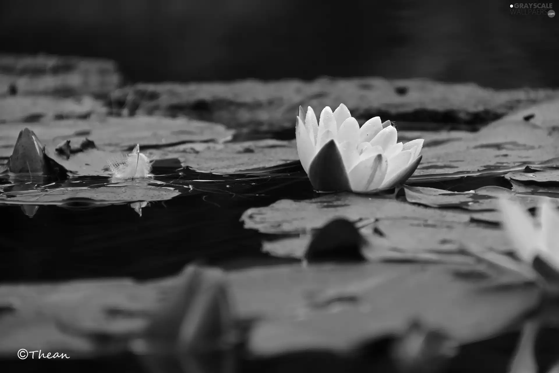 lilies, Nenufary, White, water