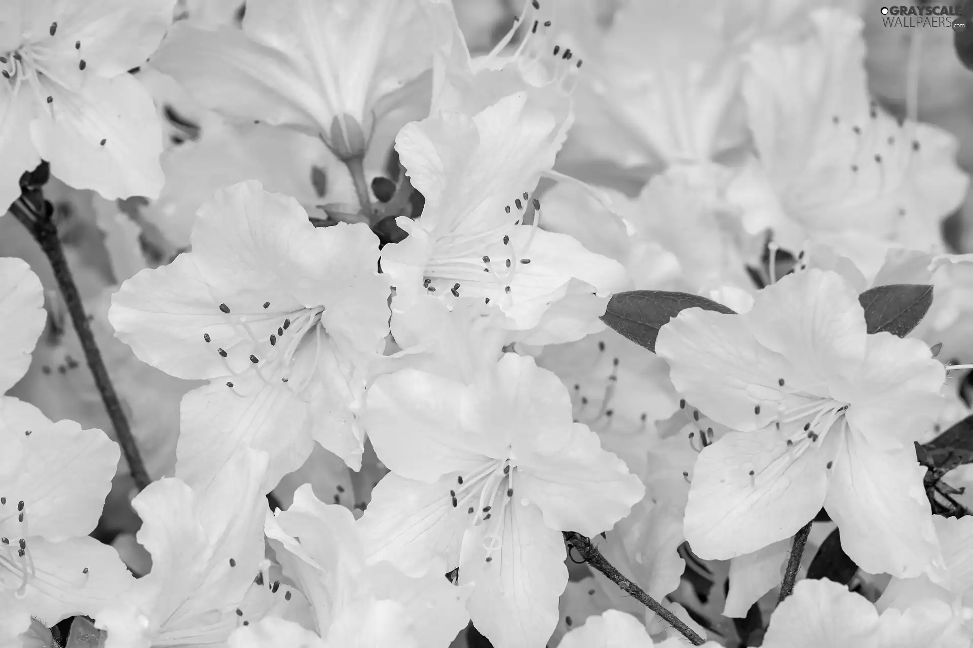 rhododendron, Flowers, azalea, White