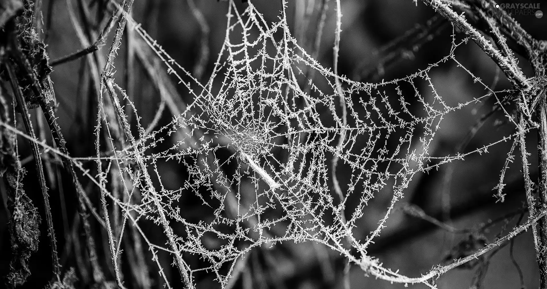 stick, Web, White frost