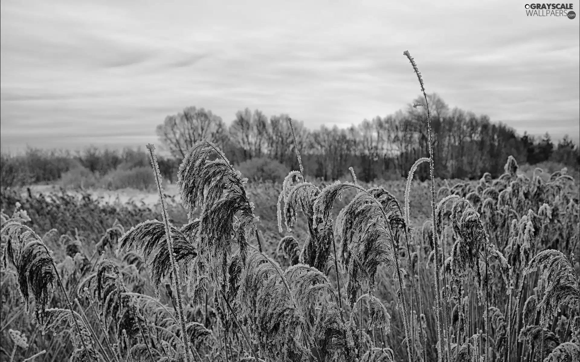 winter, grass, White frost
