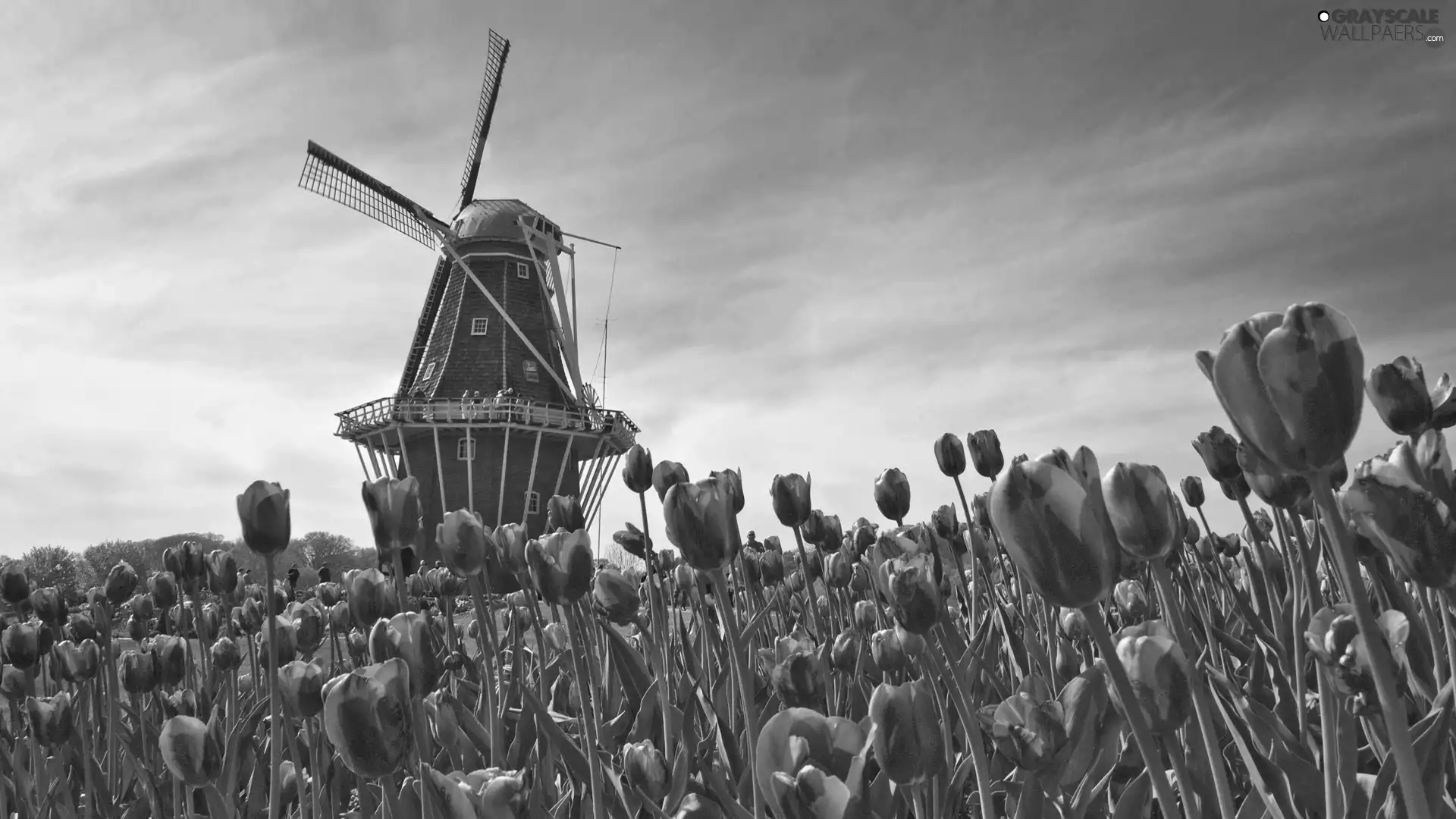 Tulips, Windmill