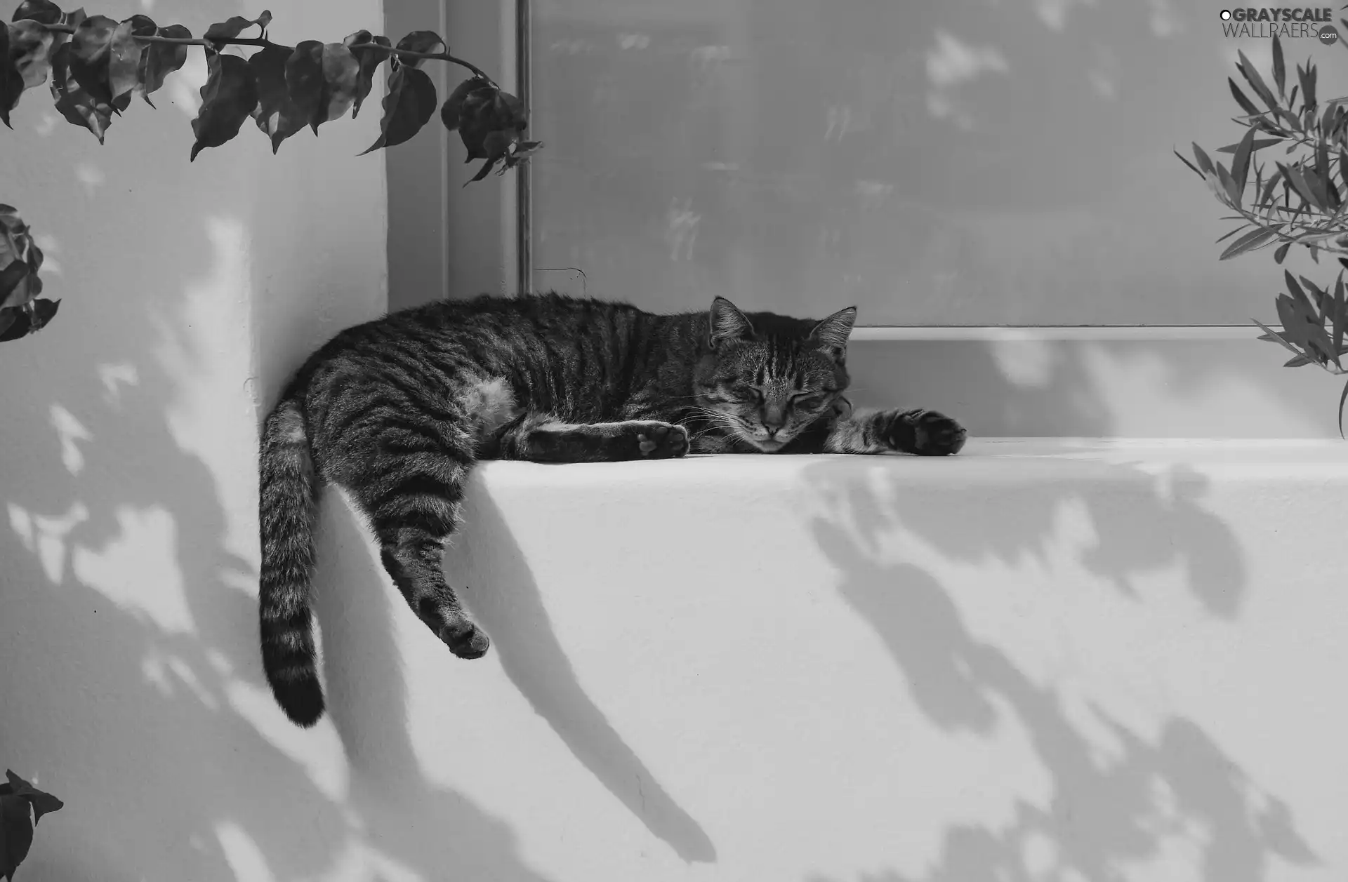 cat, parapet, house, Window