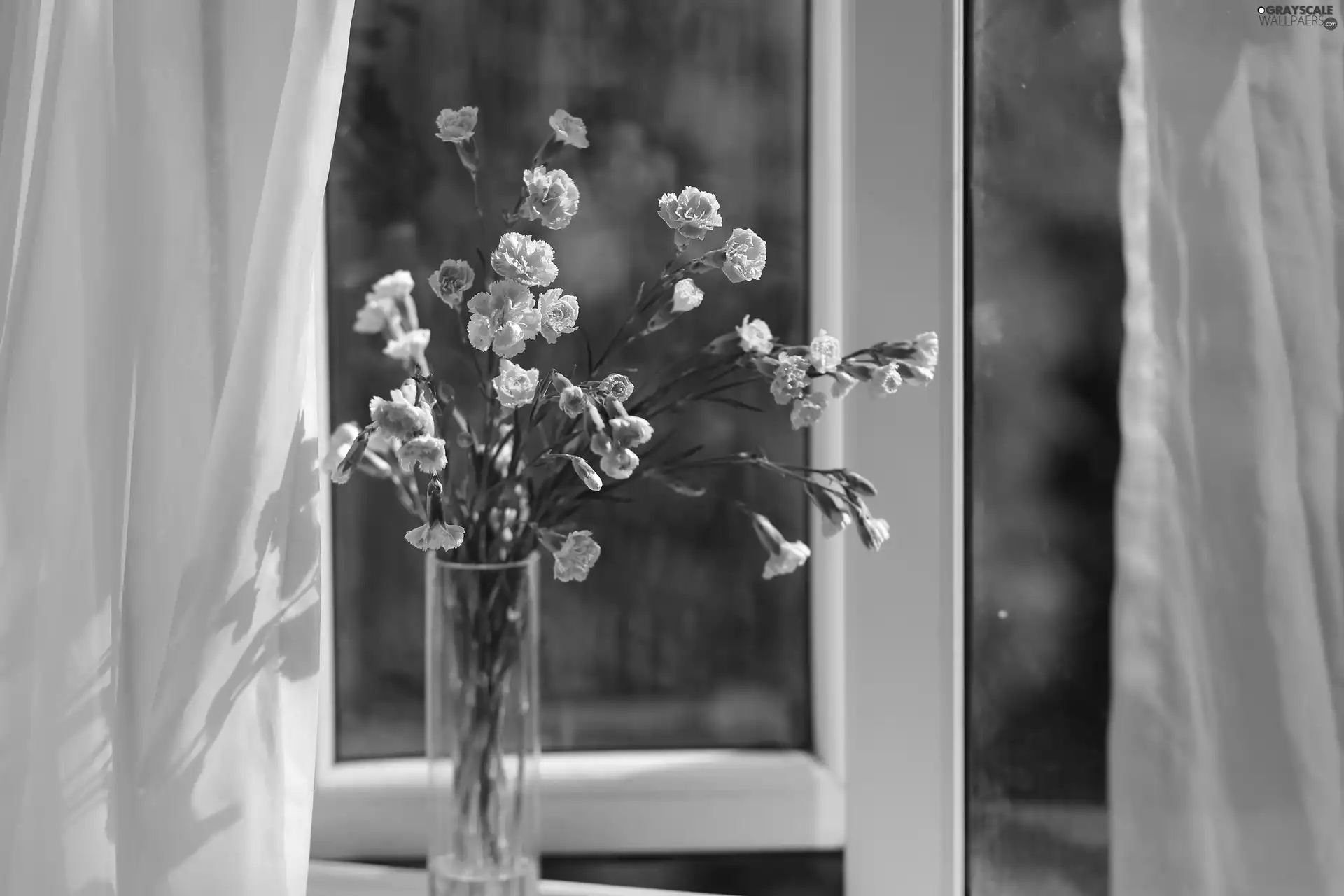 Flowers, Vase, Window, cloves