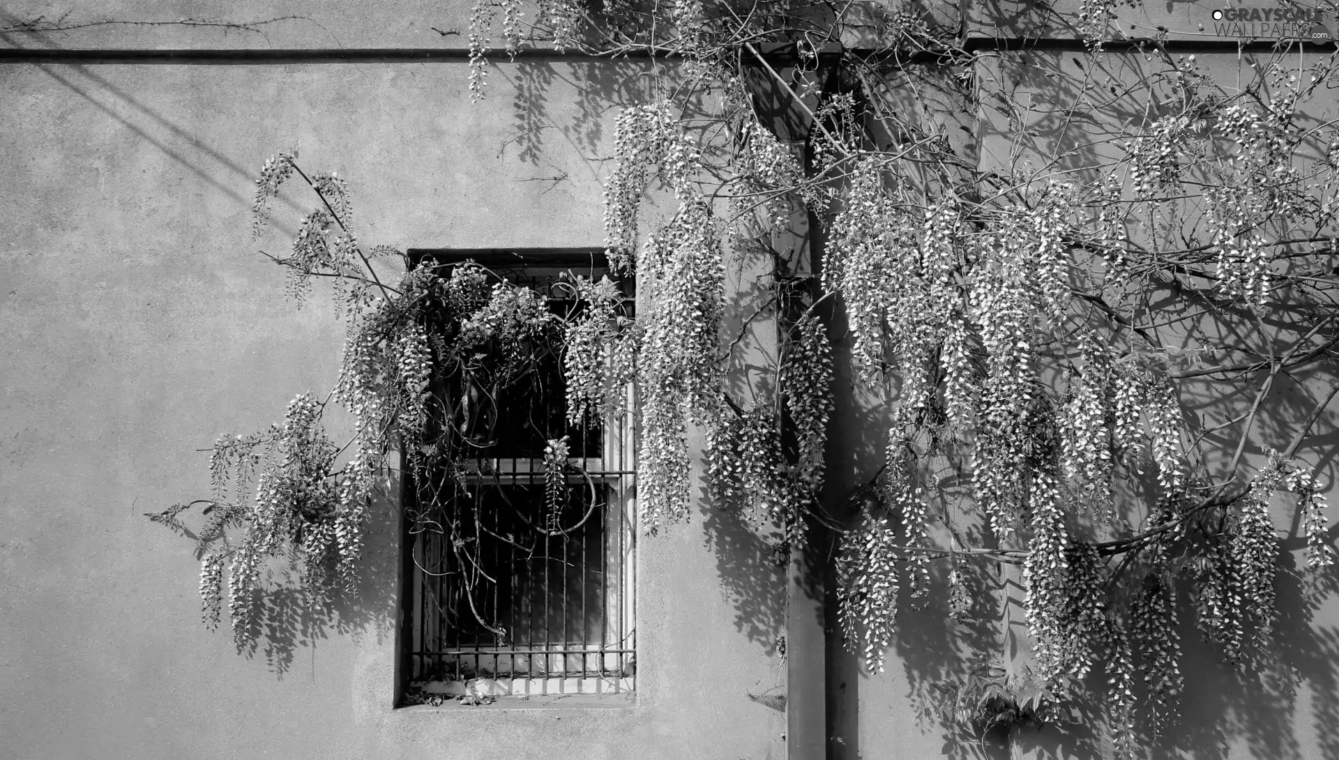 wall, Window, Flowers, Twigs, wistaria