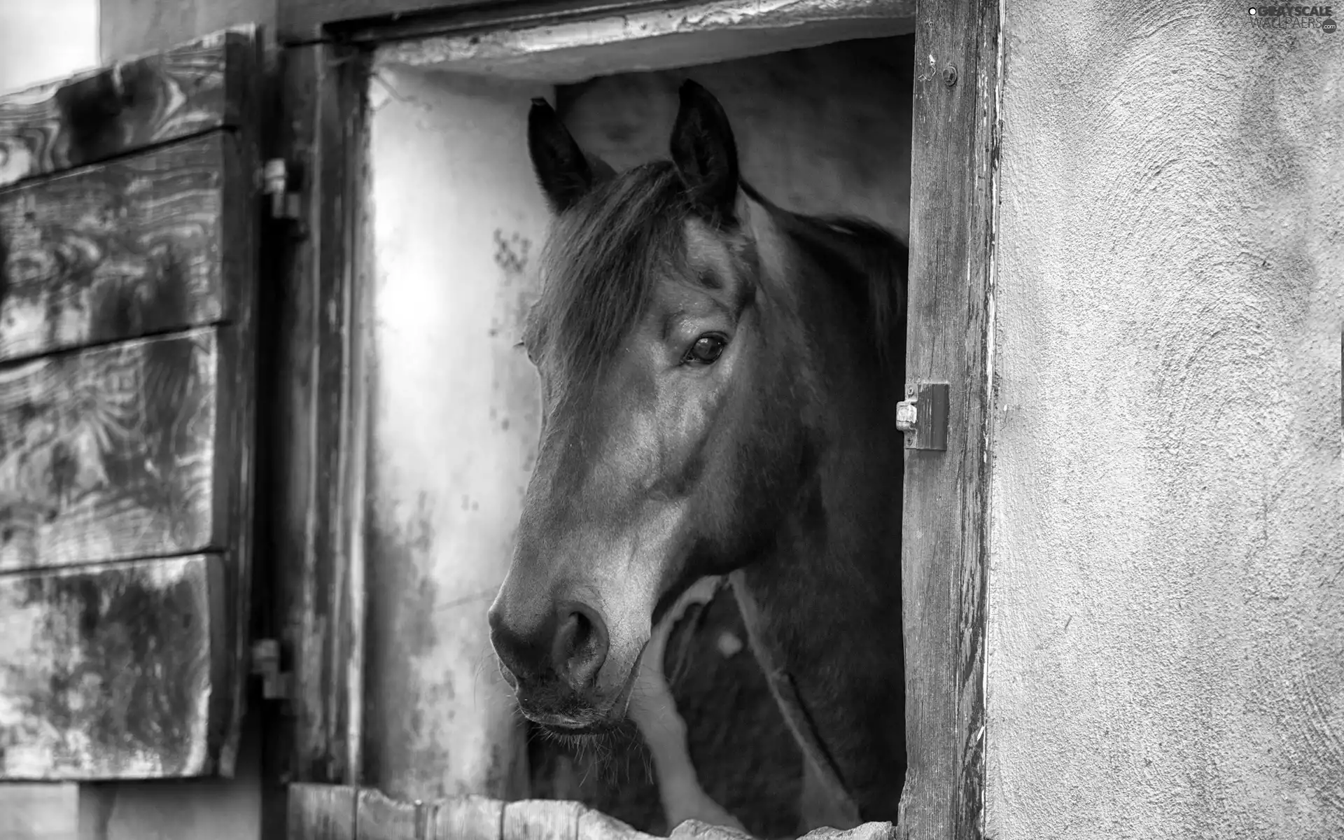 Horse, window