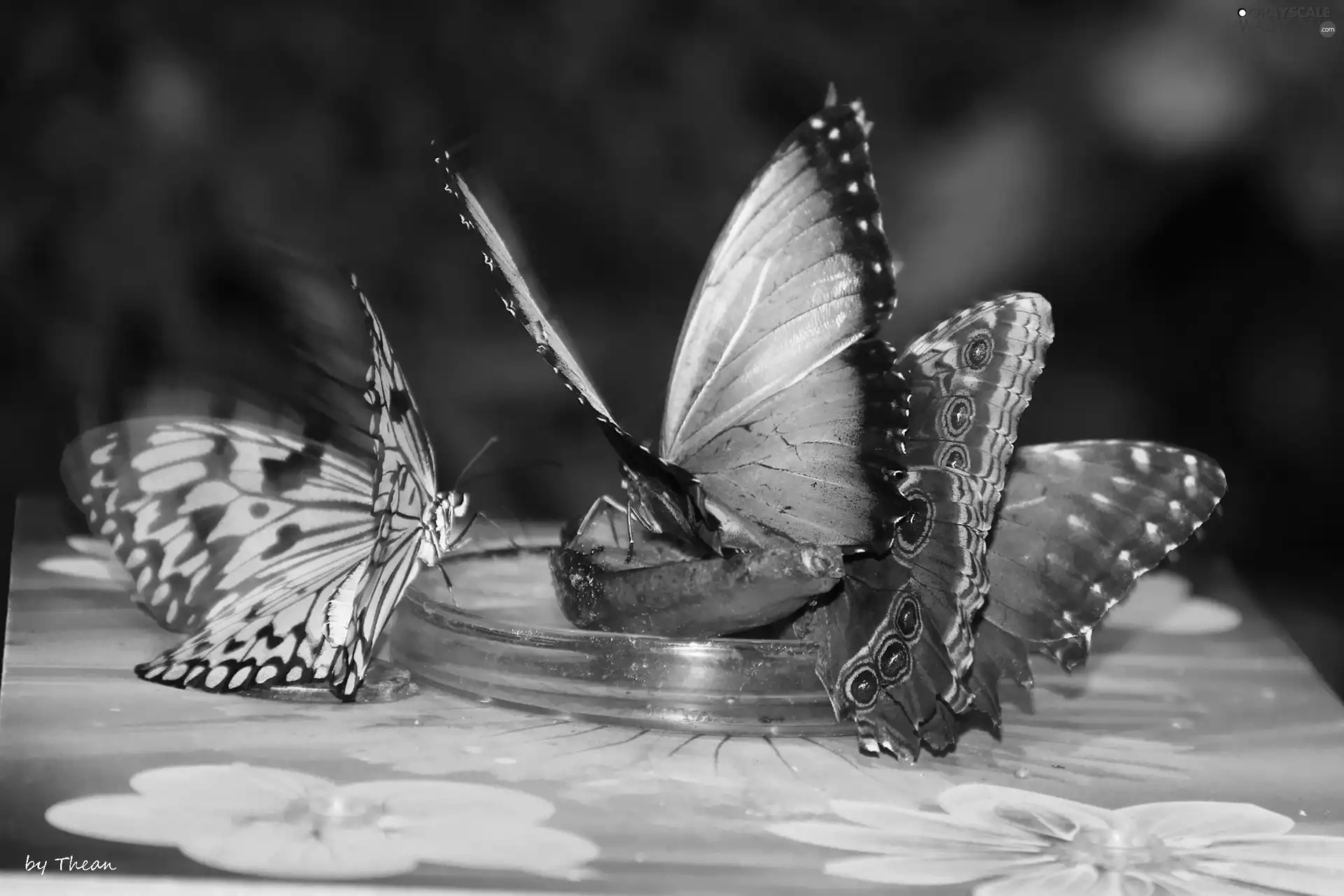 wings, color, butterflies