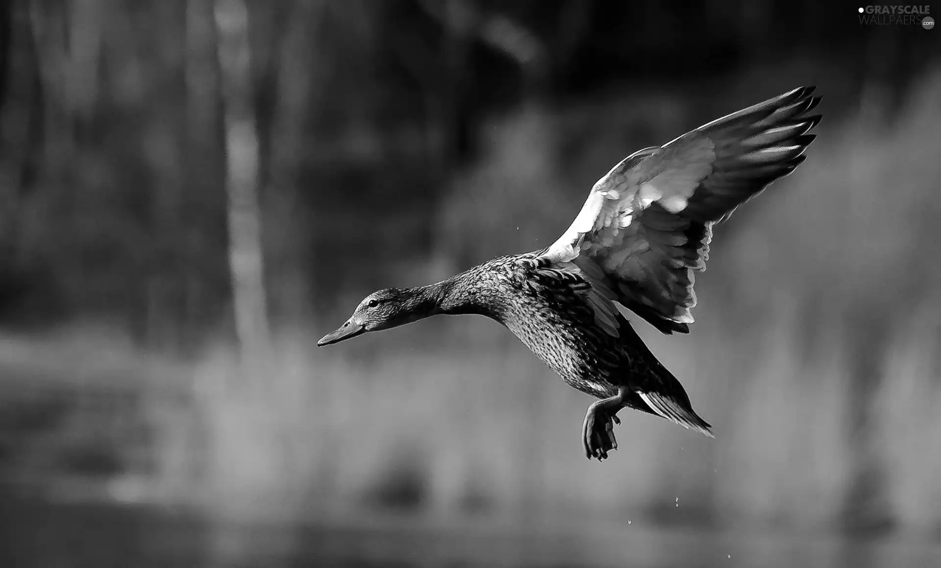 wings, duck, flight