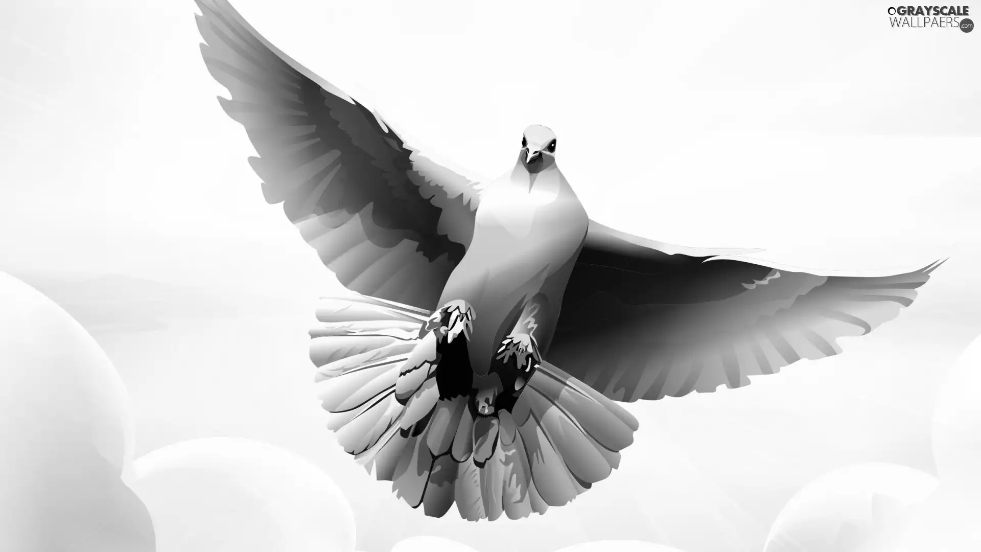 White, spreading, wings, pigeon