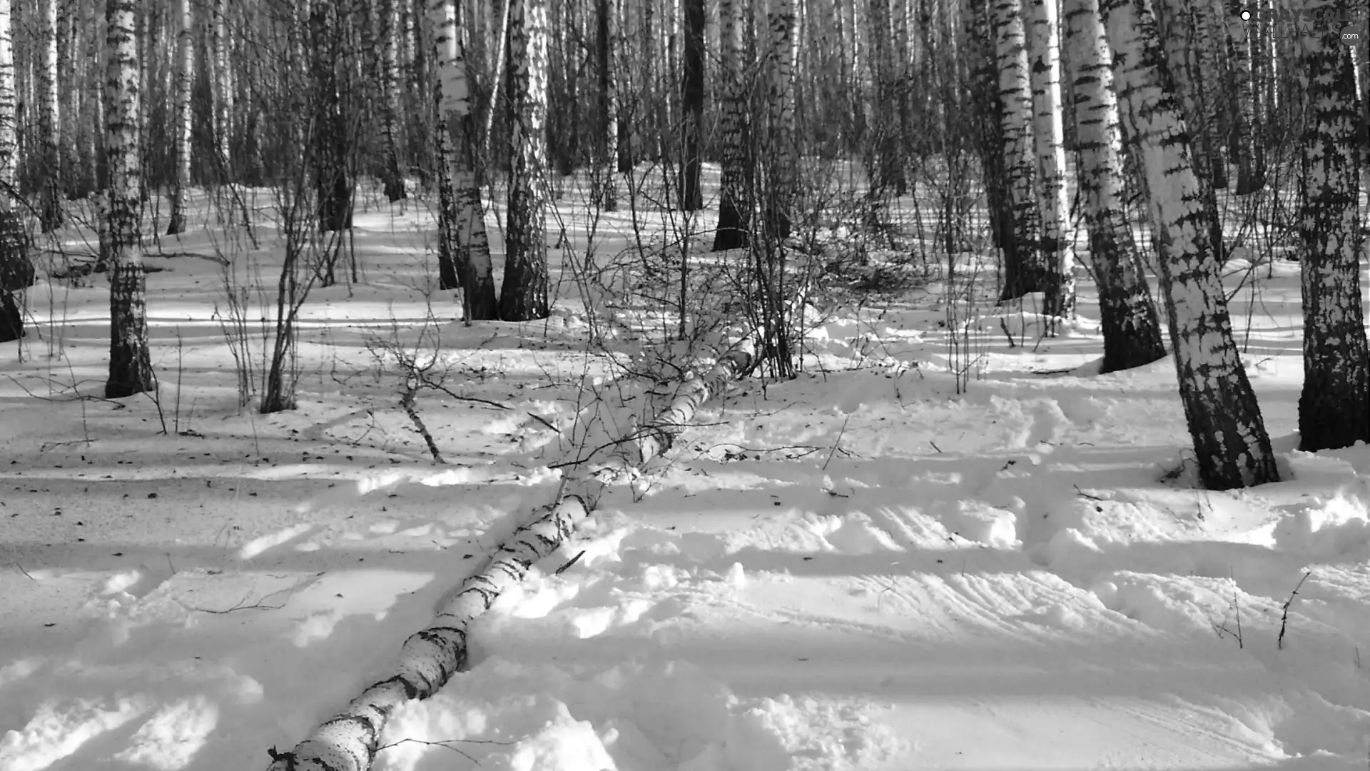 winter, forest, birch