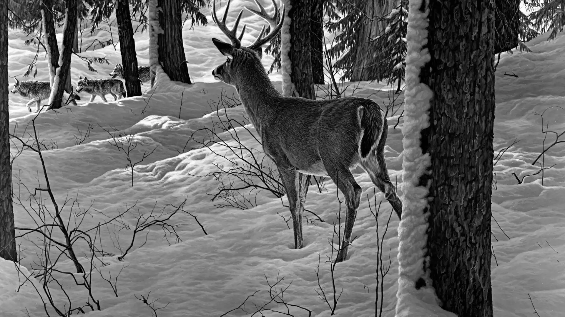 deer, forest, winter, wolves