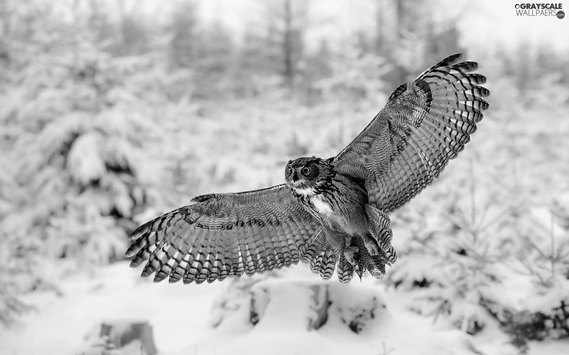 winter, owl, flight