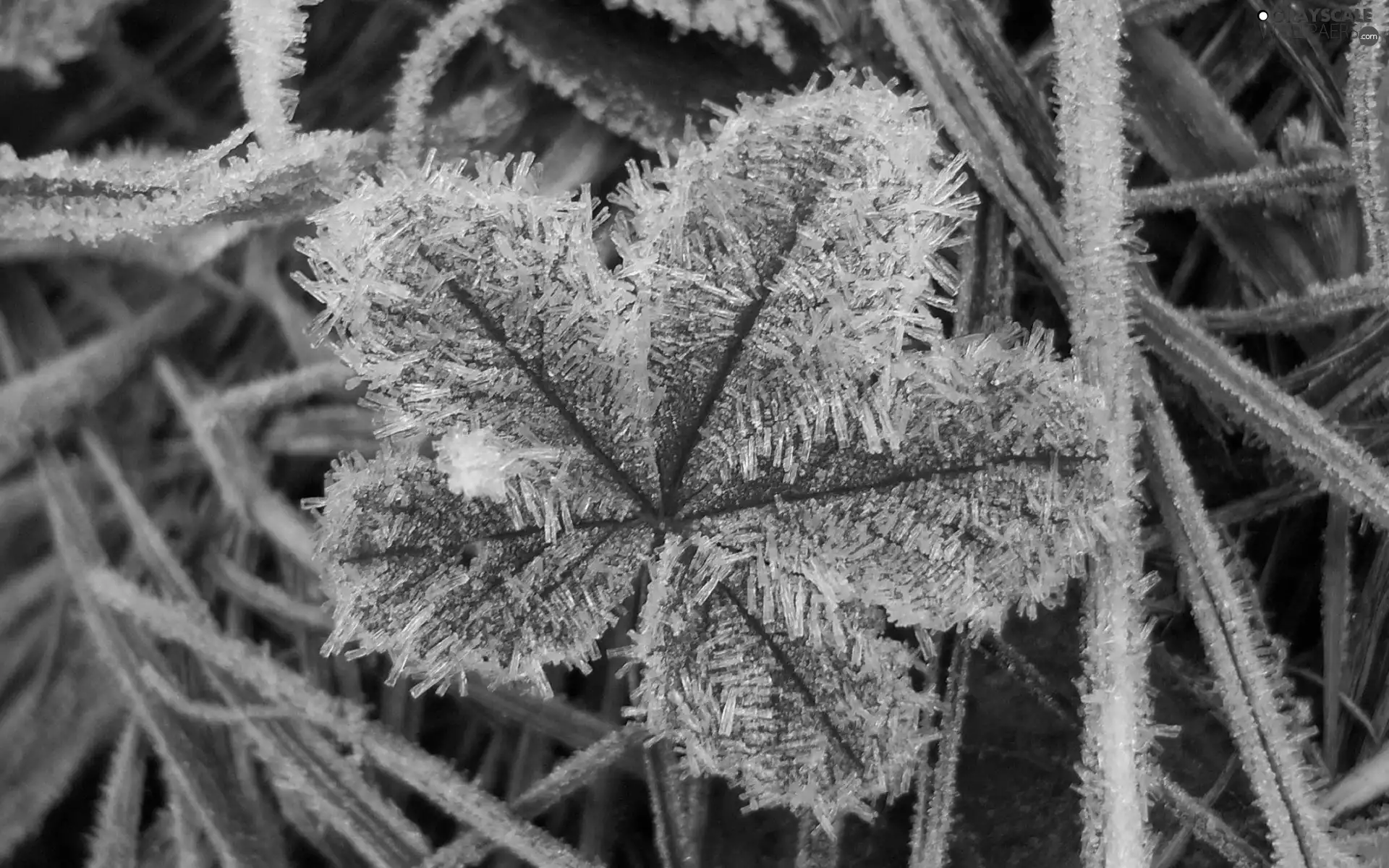 frosted, Bush, winter, leaf