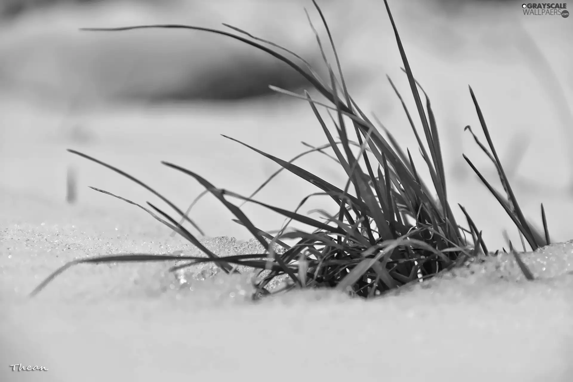 winter, snow, grass