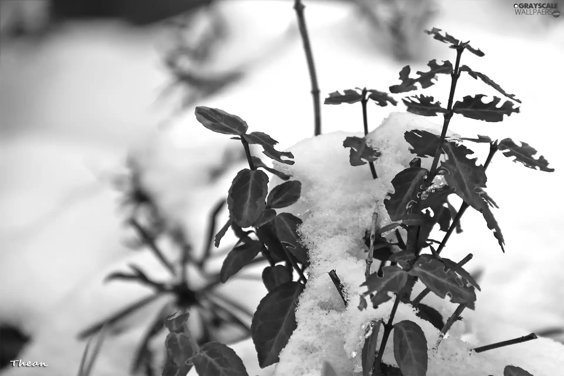 red hot, snow, winter, plant