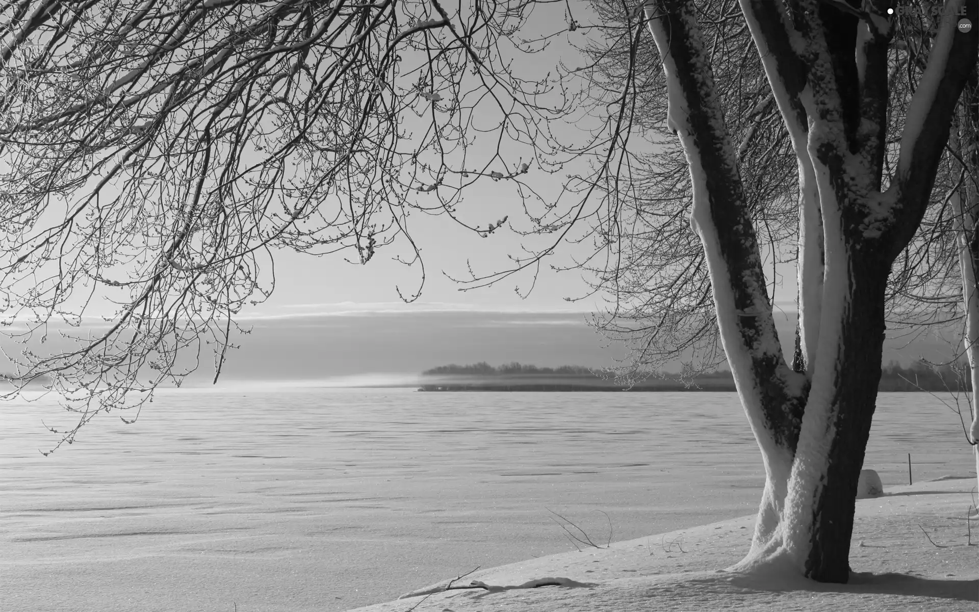 winter, trees, lake