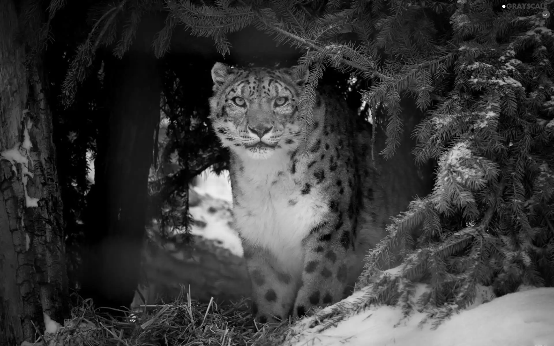 snow leopard, forest