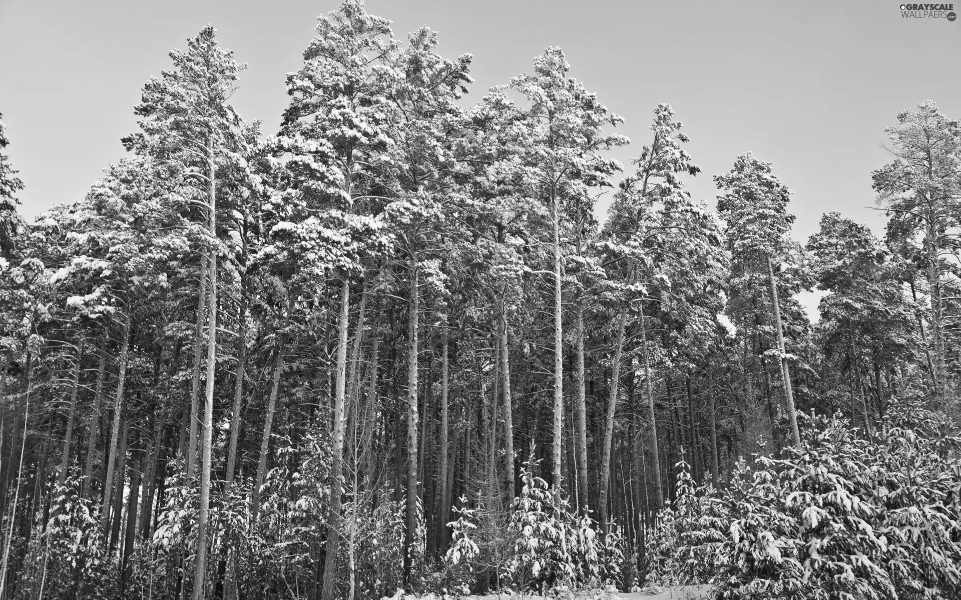 winter, forest, pine