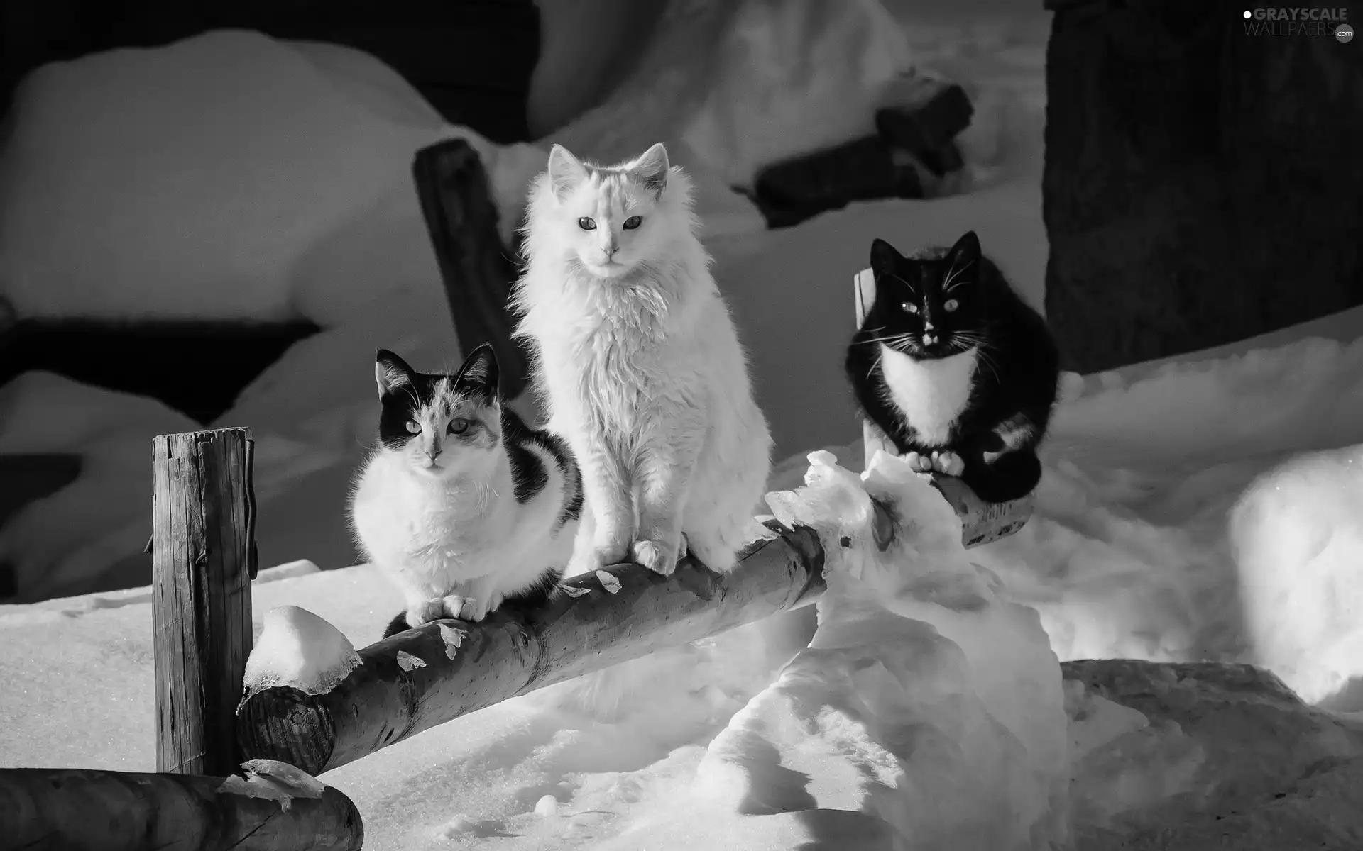 winter, Three, puss