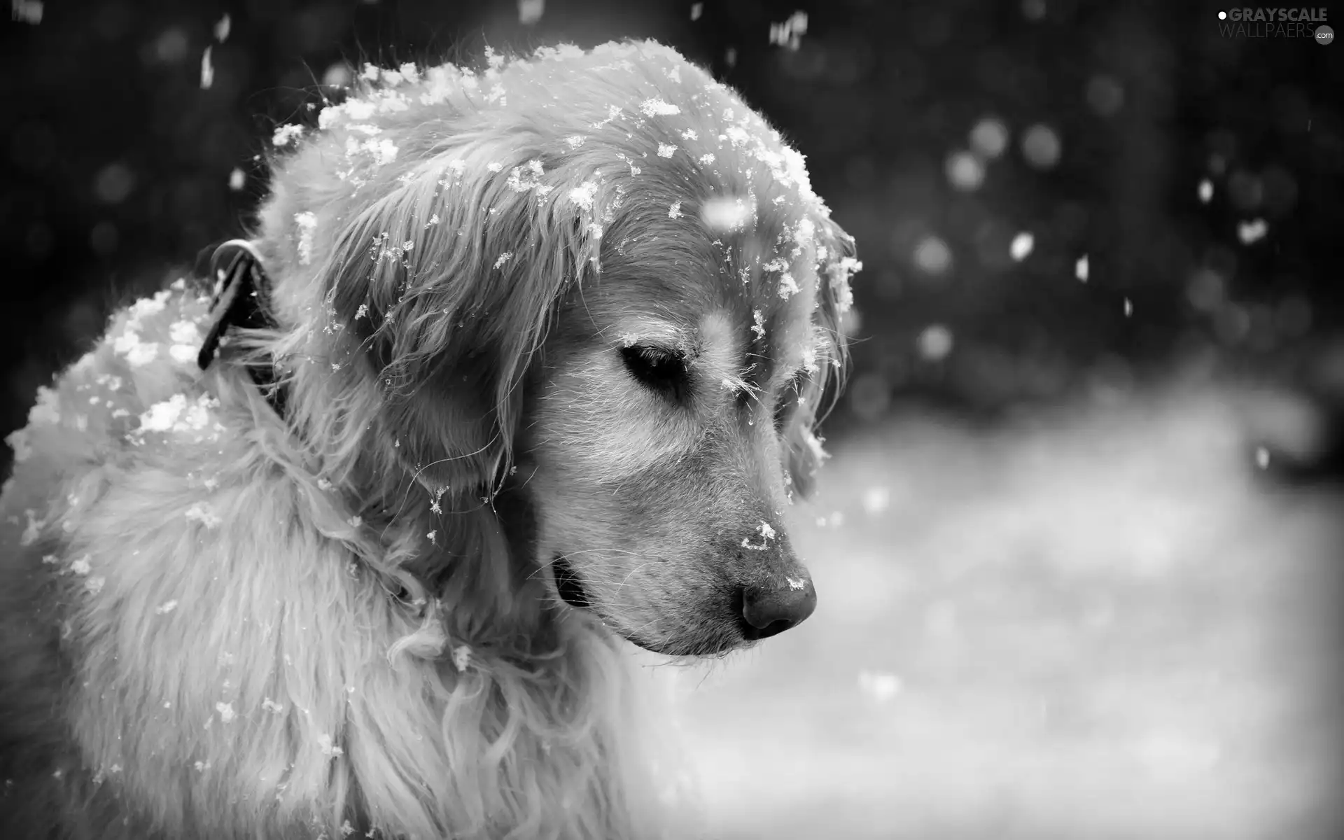 sad, snow, winter, doggy