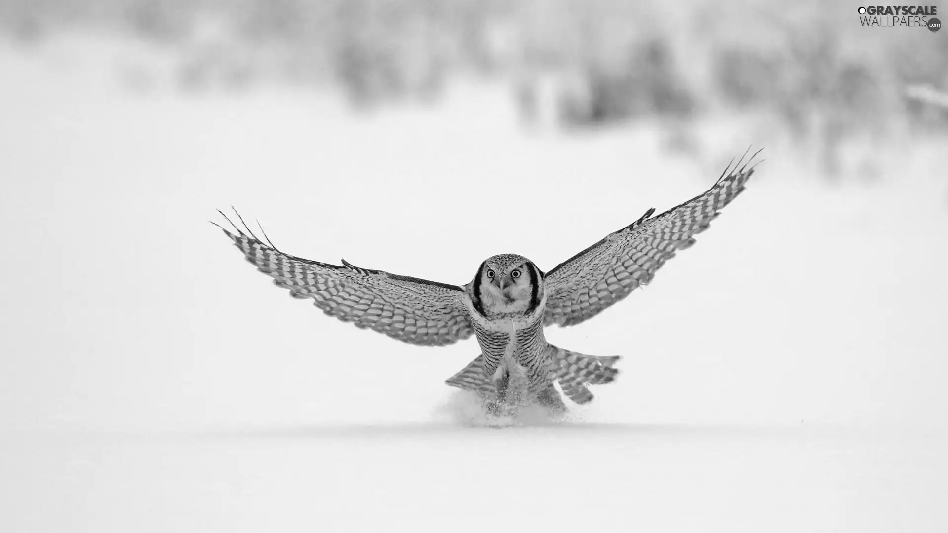 winter, owl, snow