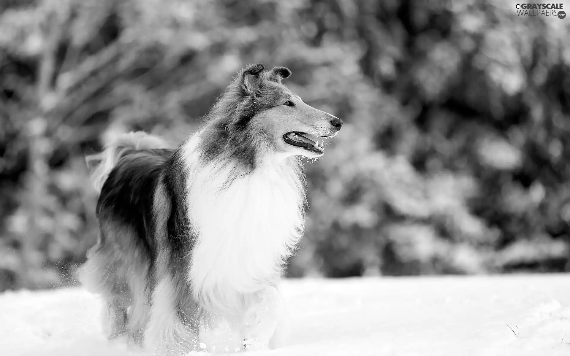 winter, snow, Scotch, Longhaired, sheep-dog