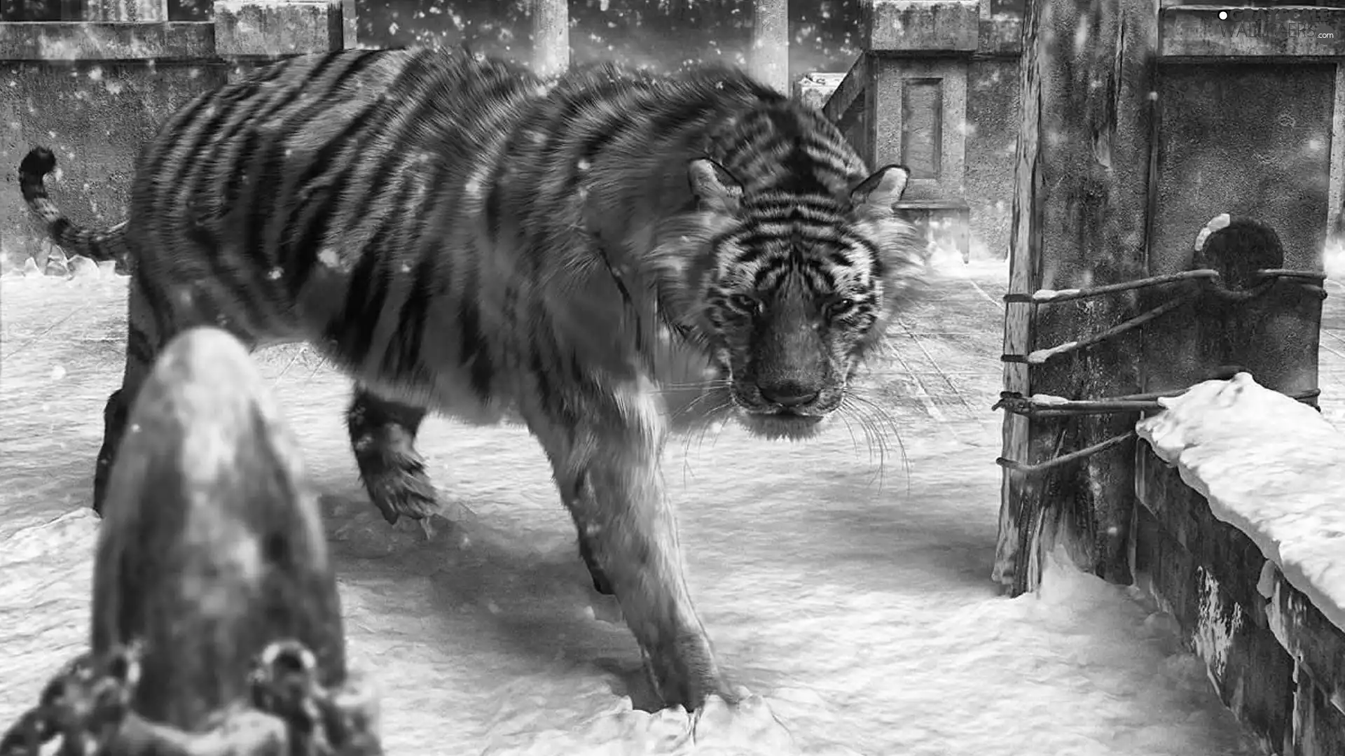 winter, tiger, snow