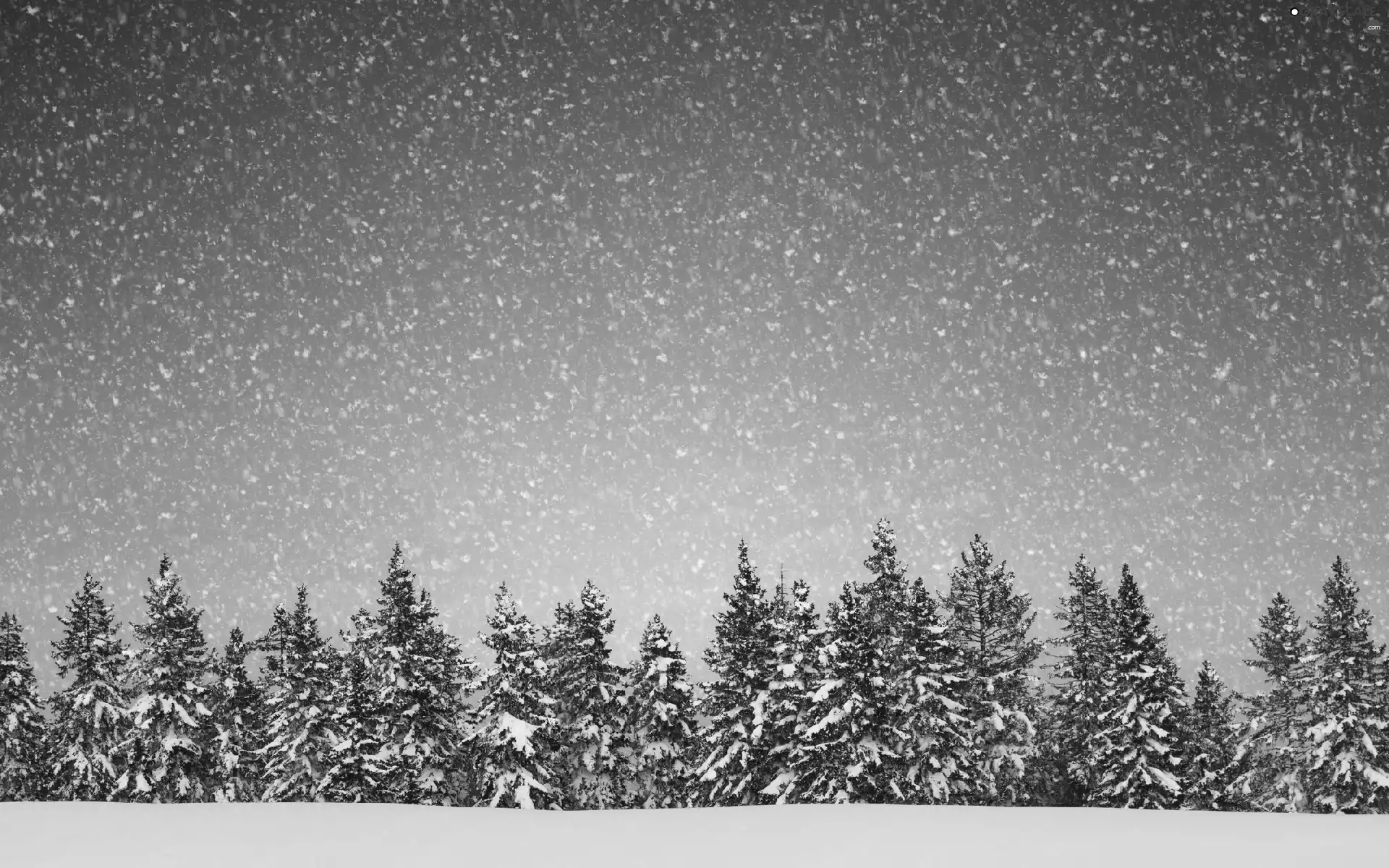 Spruces, snow, winter, forest