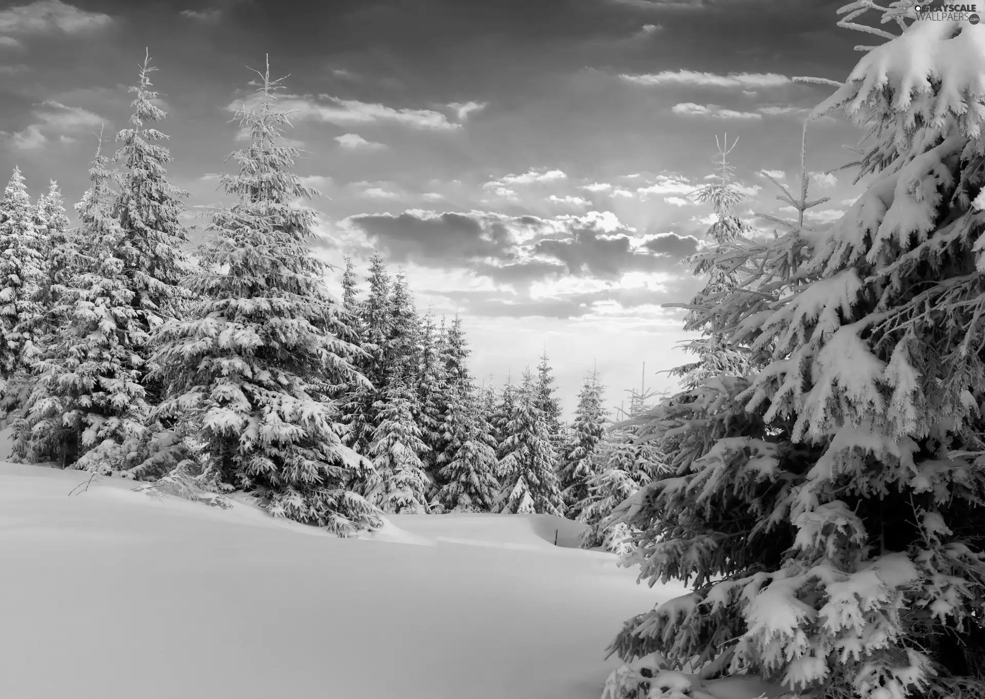 Sunrise, Spruces, winter, forest