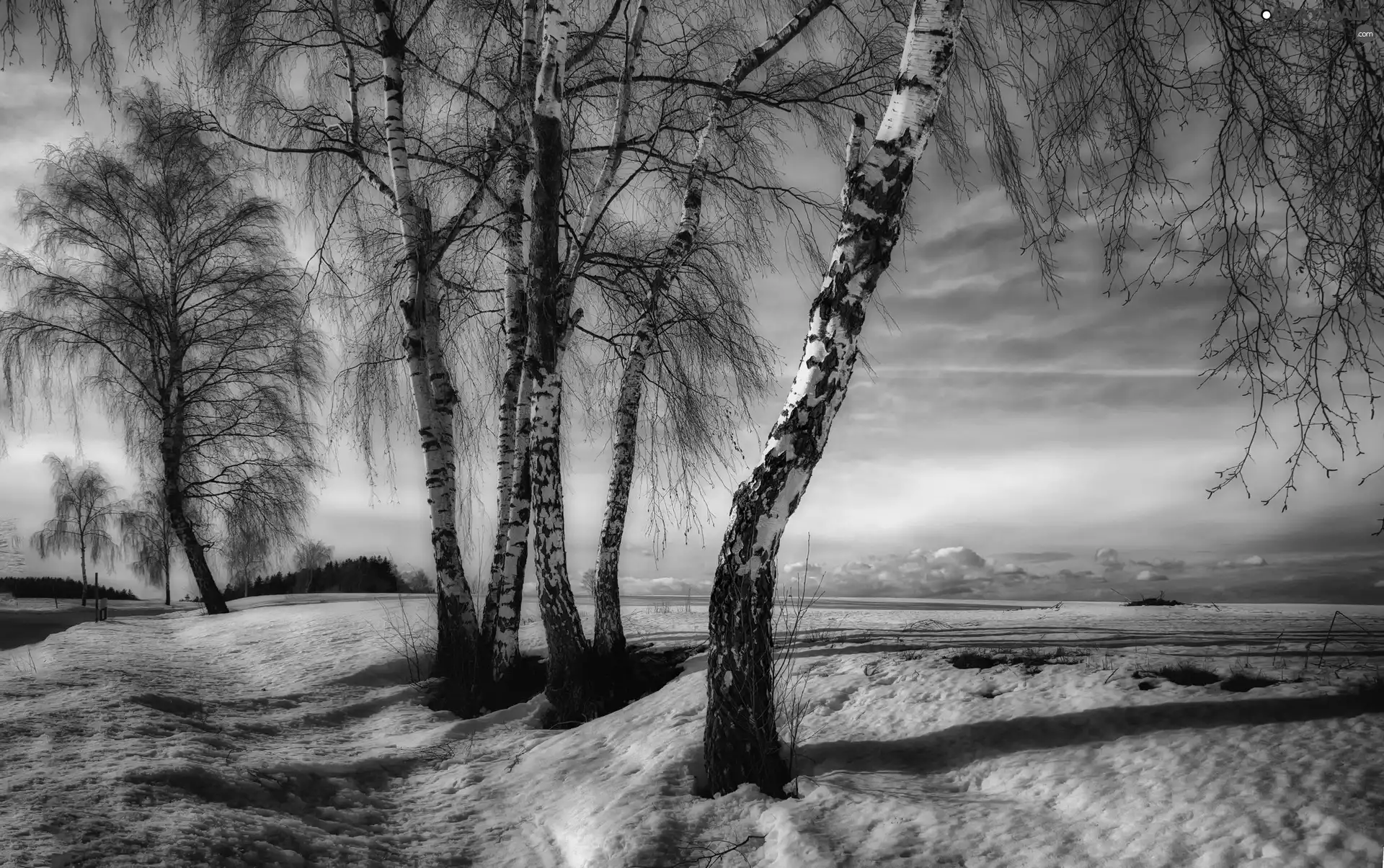 Way, winter, viewes, birch, trees