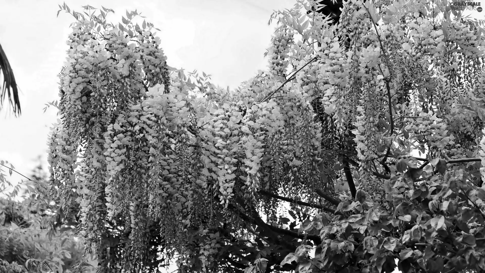 wistaria, Garden, Blossoming