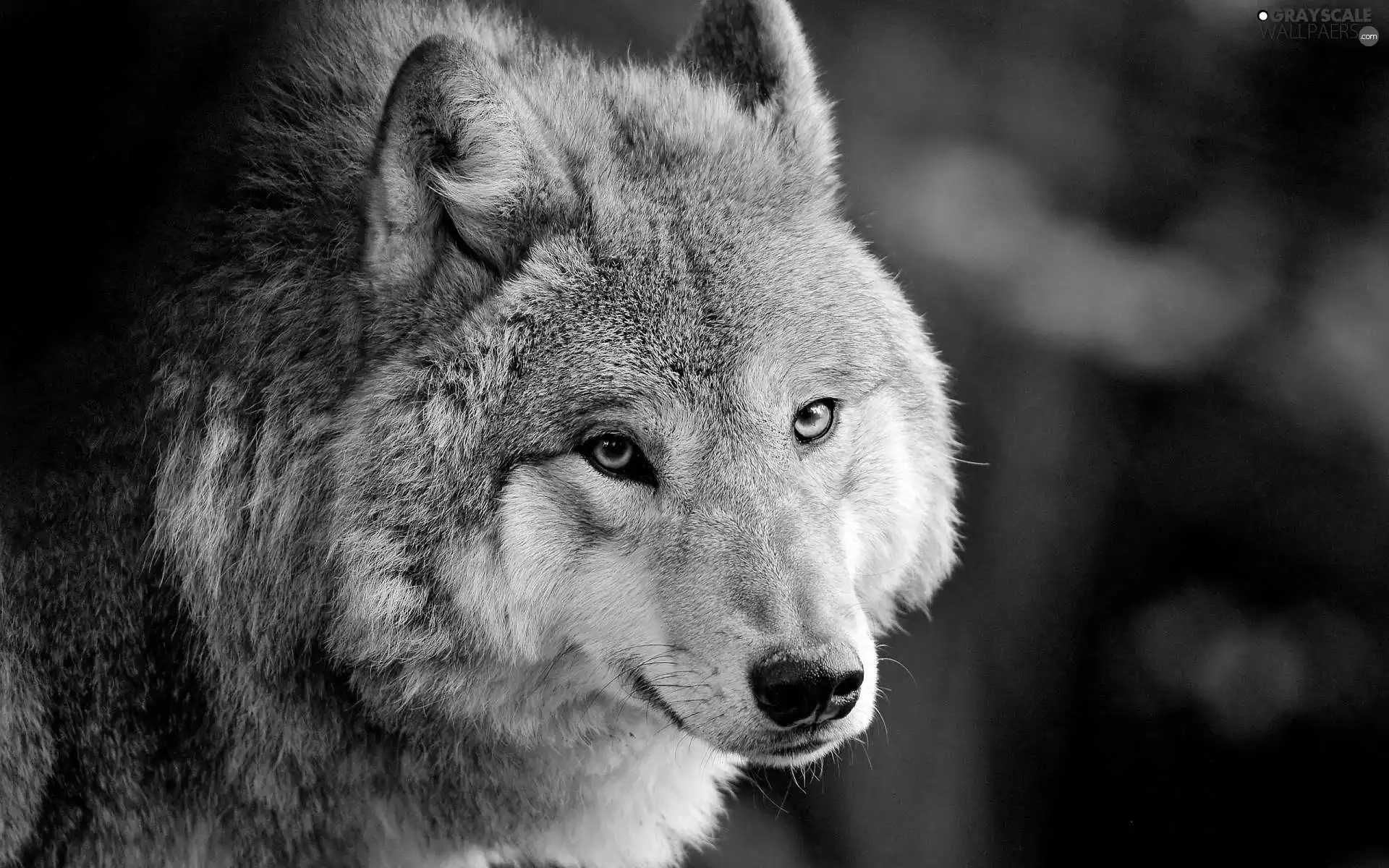 ginger, Wolf