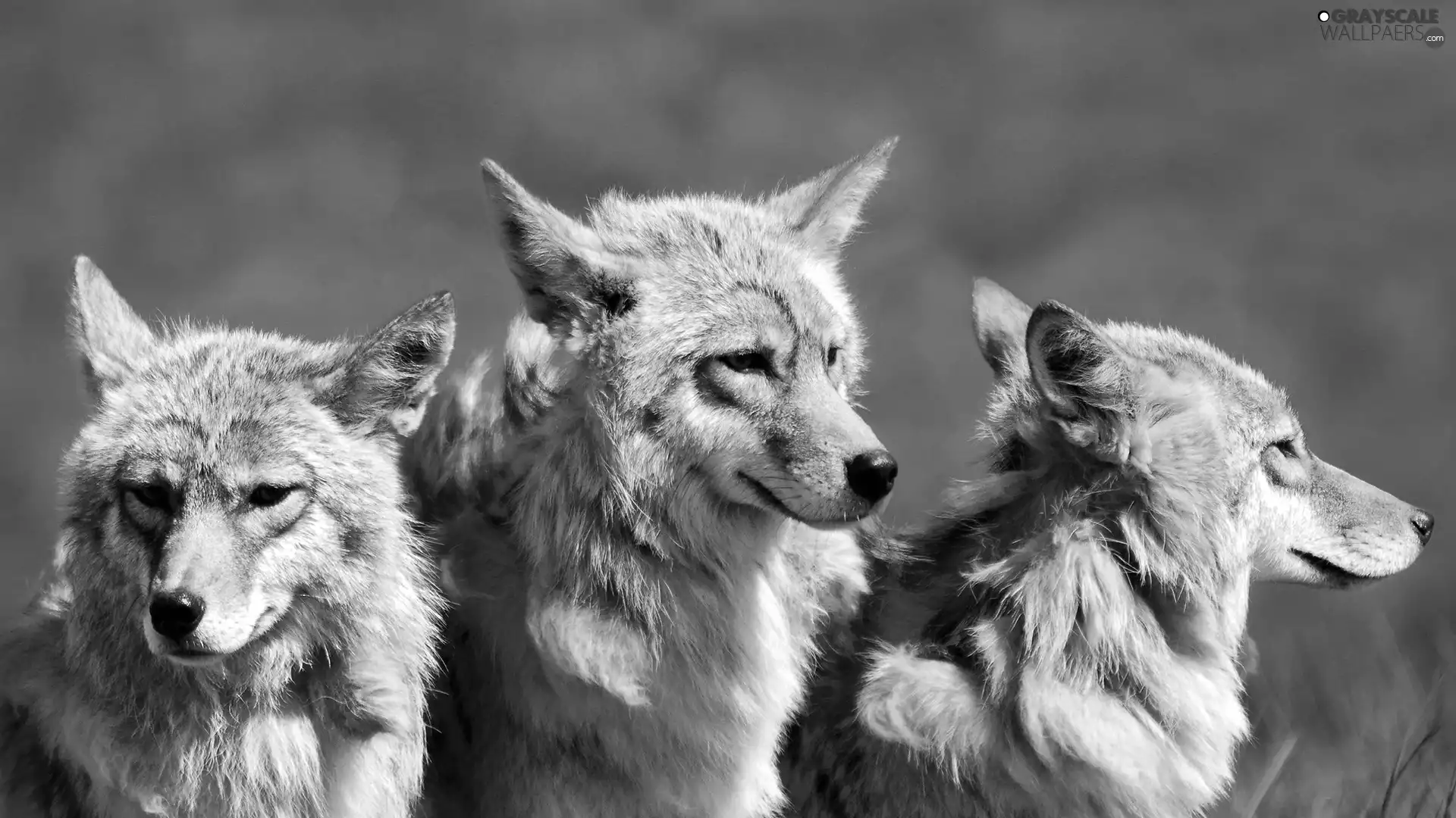 Three, wolves