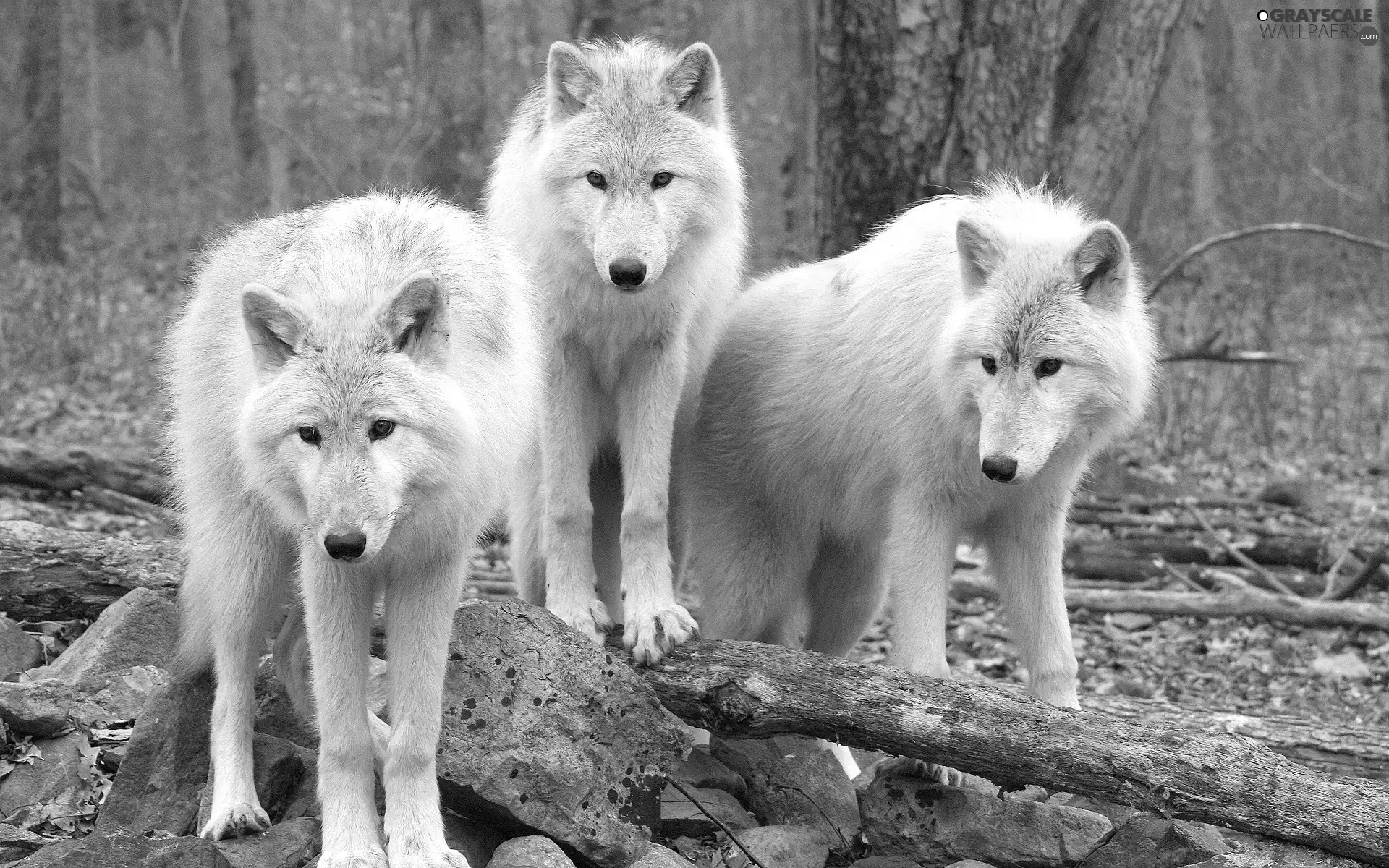 wolves, cluster, White