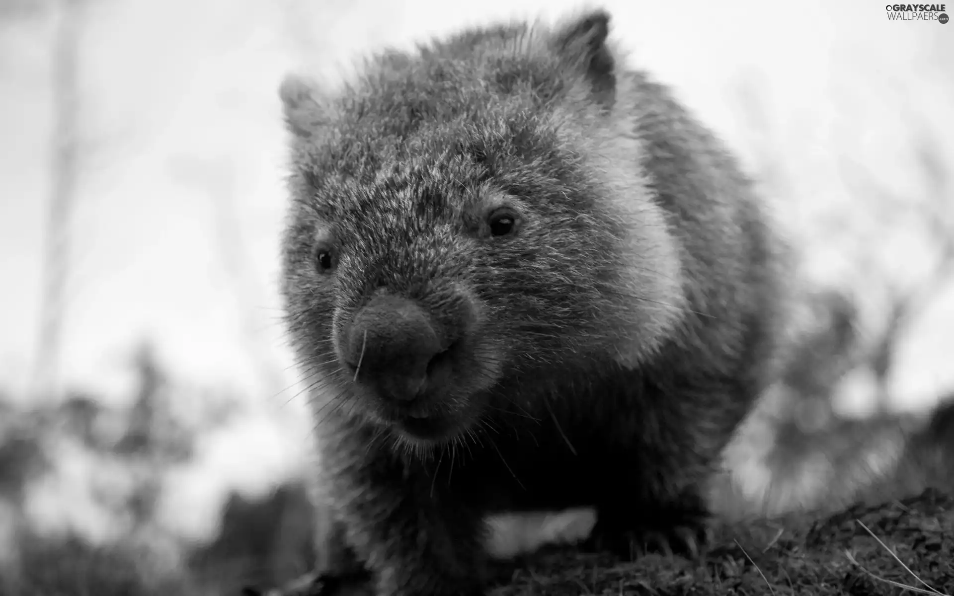 small, Wombat